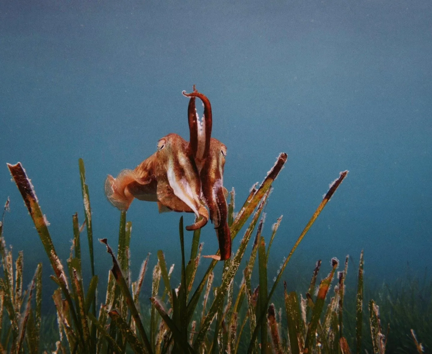 Someone was posing for us today. 📸

#diving #marinelife #cuttlefish #sepia #cool #padi #scuba @paditv.es @paditv