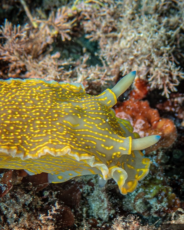 Caption:
Spotted this vibrant beauty during a summer dive &mdash; a stunning nudibranch gracefully gliding over the reef.
Those cute little "horns"? They're actually rhinophores &mdash; sensory organs that help the nudibranch detect chemica