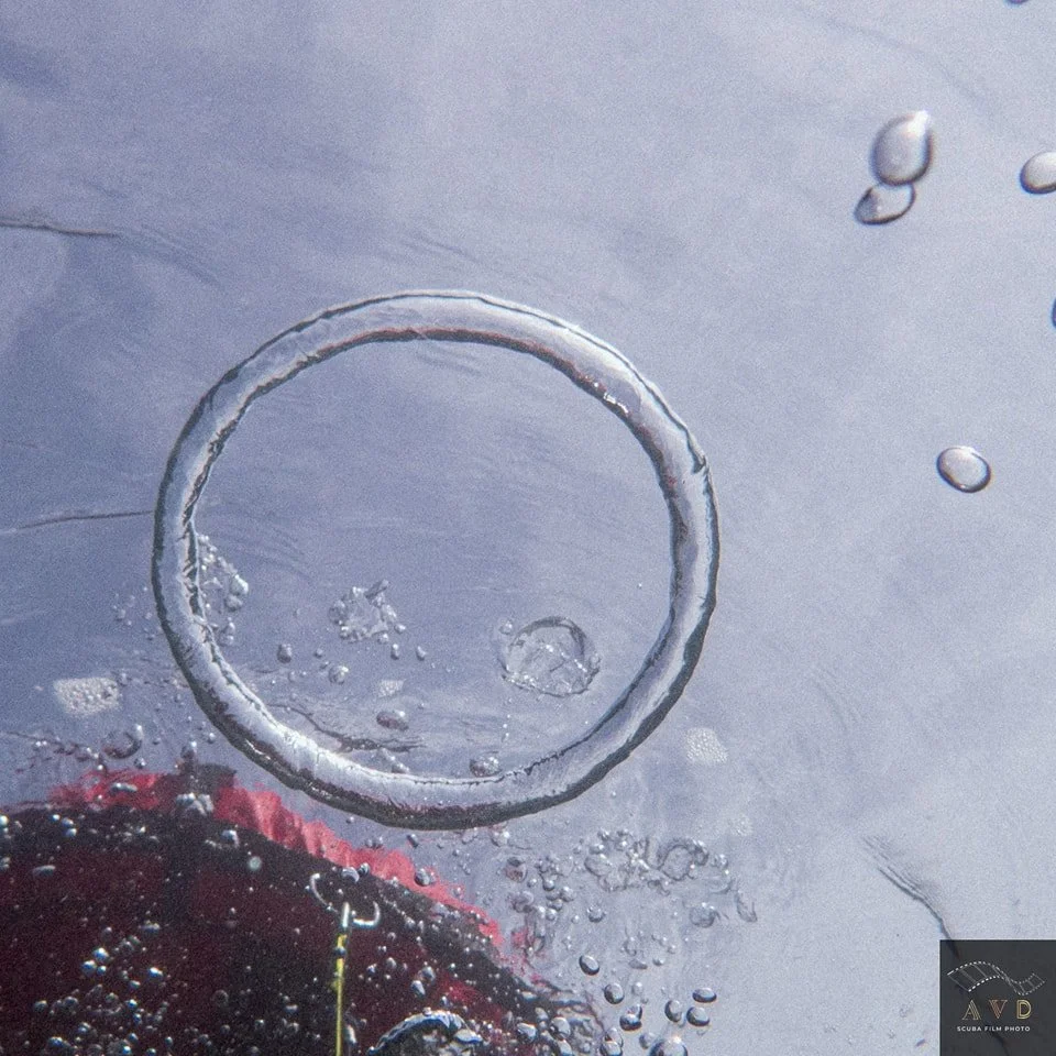 "Captured a perfect breath of silence. Bubble rings drifting like underwater halos&mdash;ephemeral, delicate, and beautifully surreal."

#padi #dive #underwater #photo #myday @paditv #AVDScubaFilmPhoto #UnderwaterArt #BubbleRingMagic #Scuba
