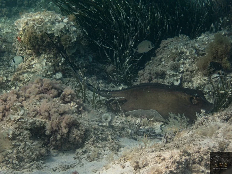 Stingrays in Mallorca
Glide with Grace | Protected &amp; Peaceful | A Diver&rsquo;s Delight

🌊 Encounter Elegance Beneath the Waves
Stingrays are one of Mallorca&rsquo;s most enchanting underwater residents. Often seen gliding effortlessly over sand
