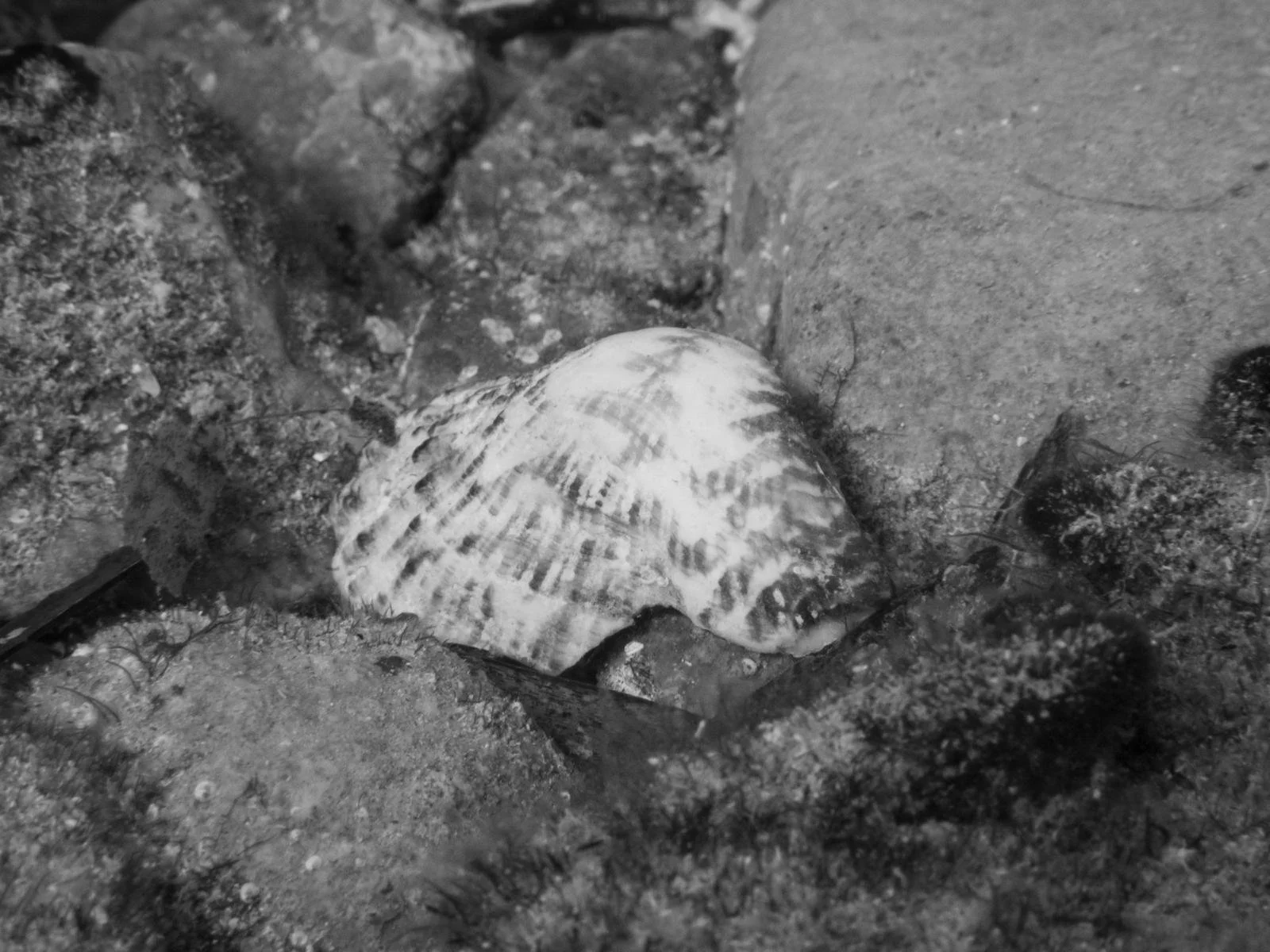 WhatsApp Image 2026-04-25 at 12.52.29 (1).jpeg