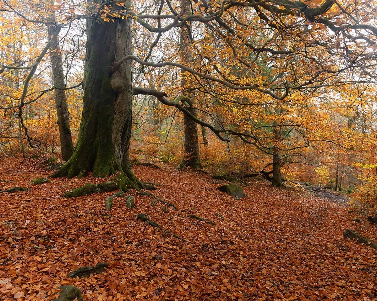 Autumnal Padley.jpg