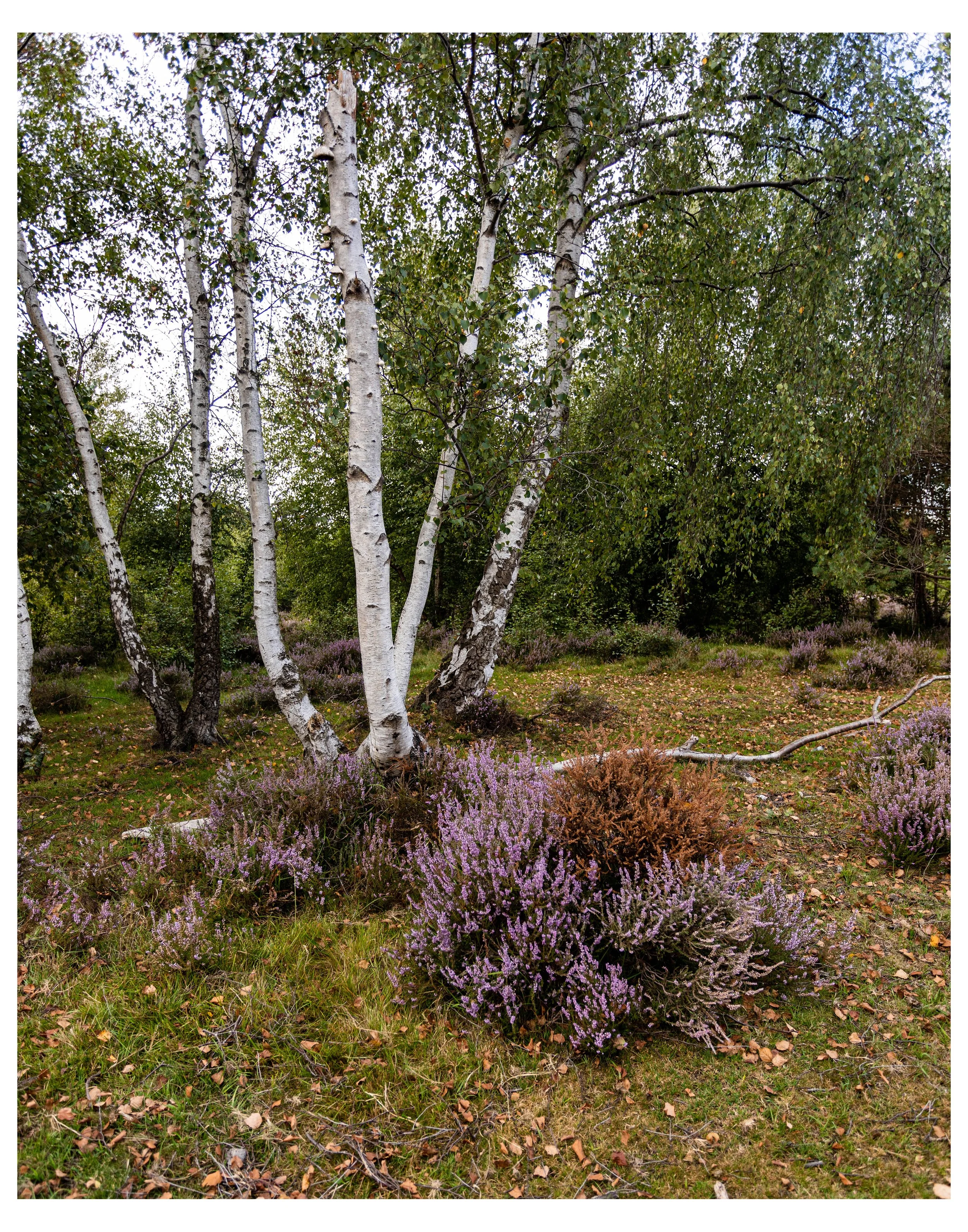 Heather and Silver Birch_14x11.jpg