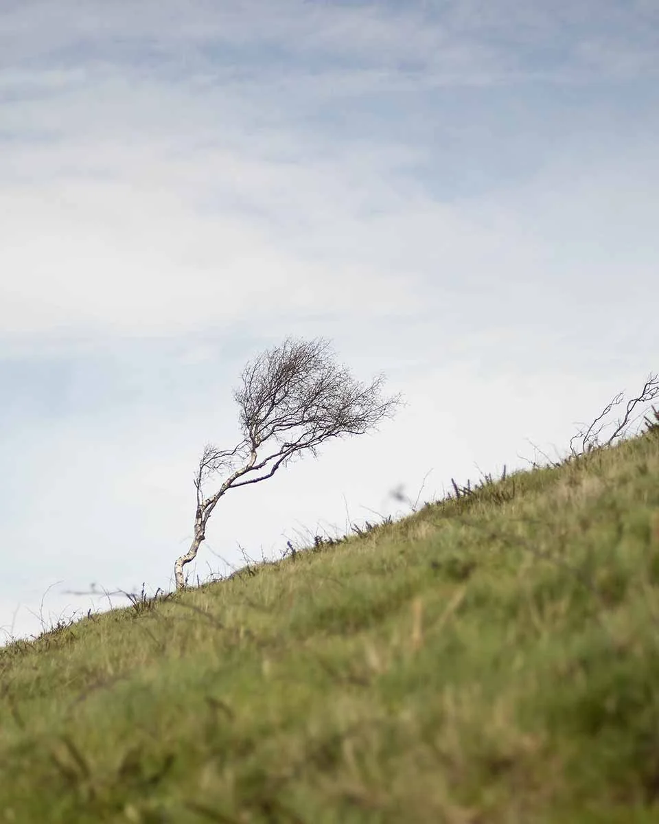 Summer Hill Lone Tree.jpg