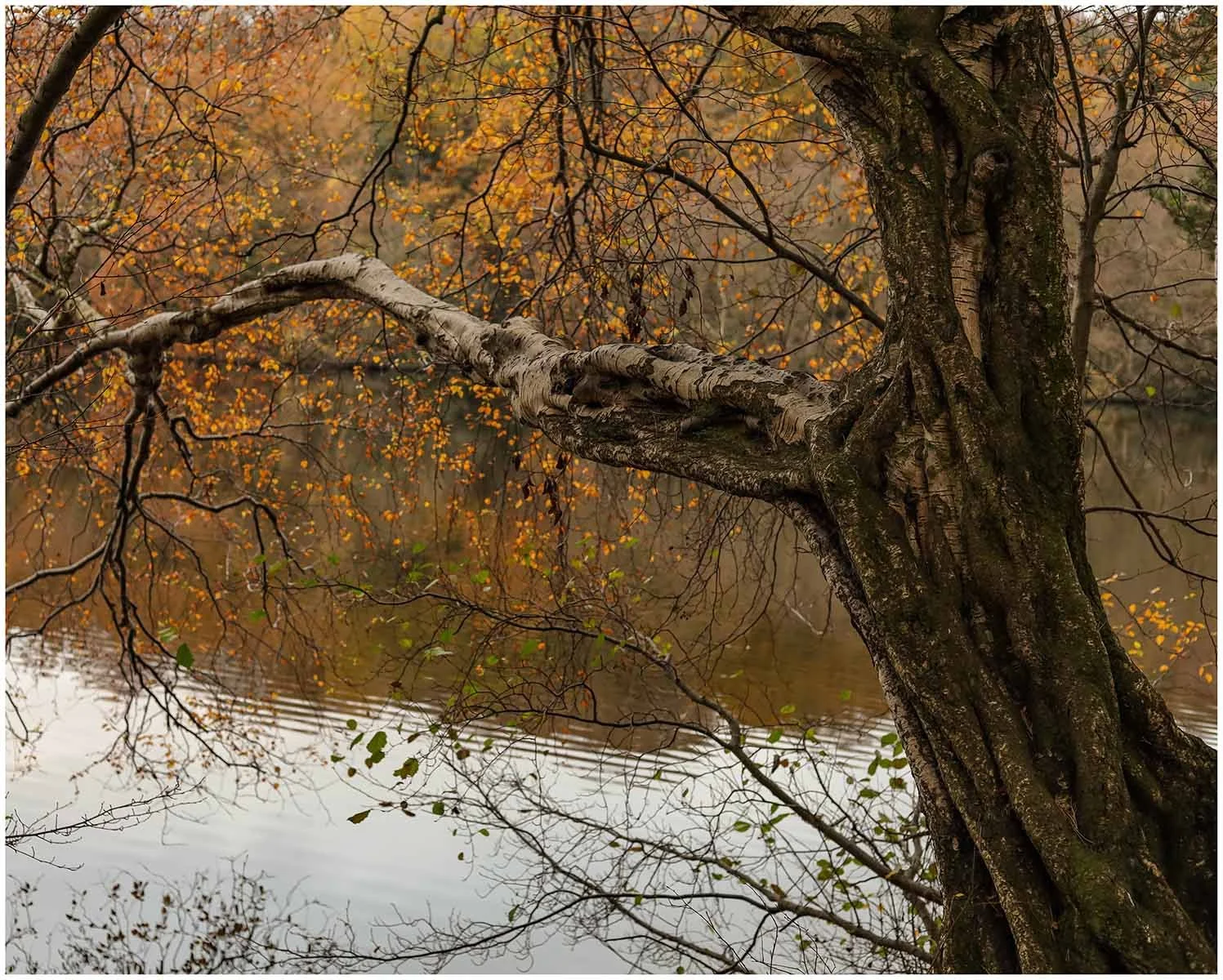 Autumnal Yearning.jpg