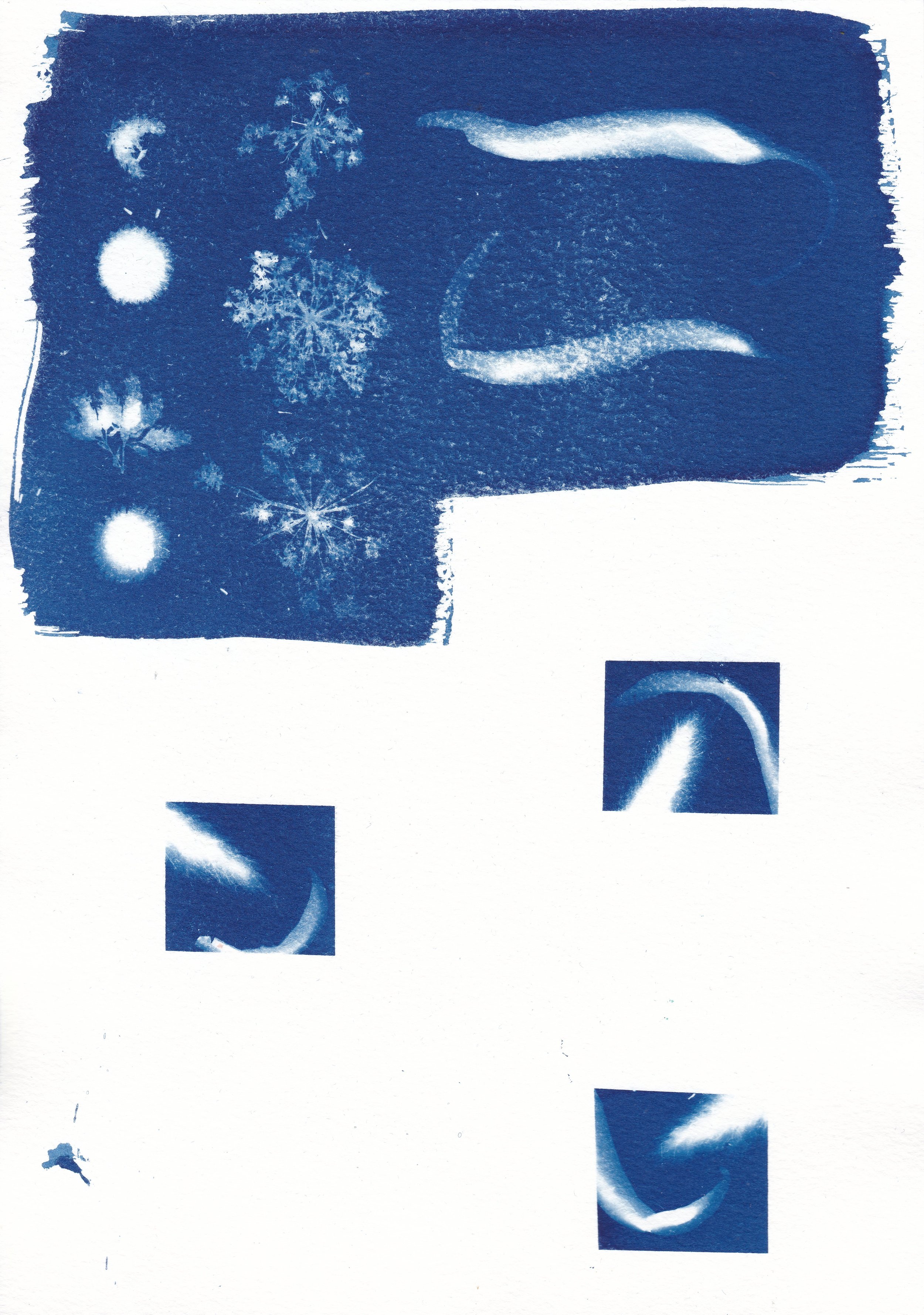 Extraction // cyanotype on 300gsm hot-pressed watercolor paper, 21 x 29.7 cm, 2026