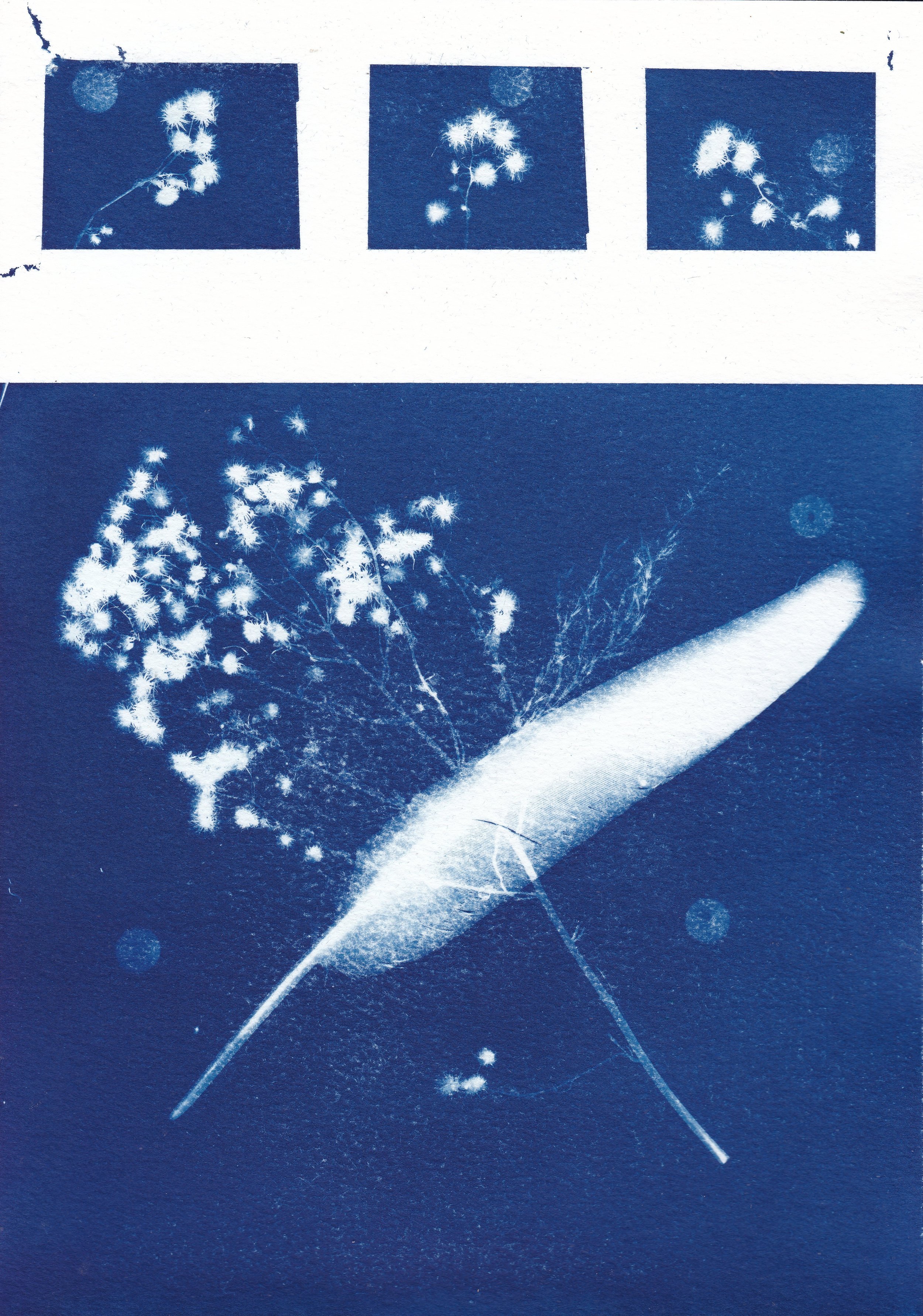 Eclipse // cyanotype on 300gsm hot-pressed watercolor paper, 21 x 29.7 cm, 2026