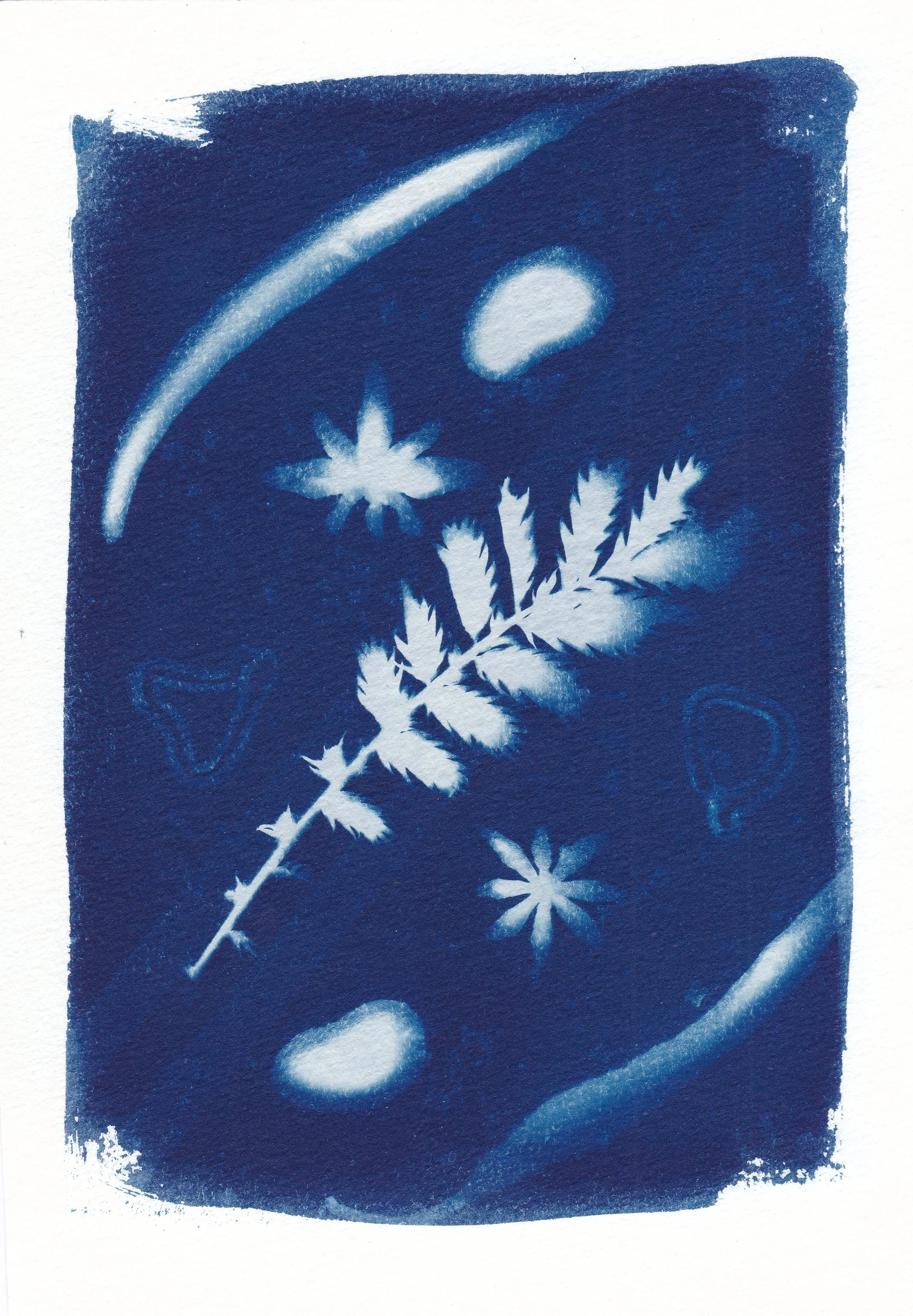 Sprig // cyanotype on 300gsm hot-pressed watercolor paper, 14.8 x 21 cm, 2025