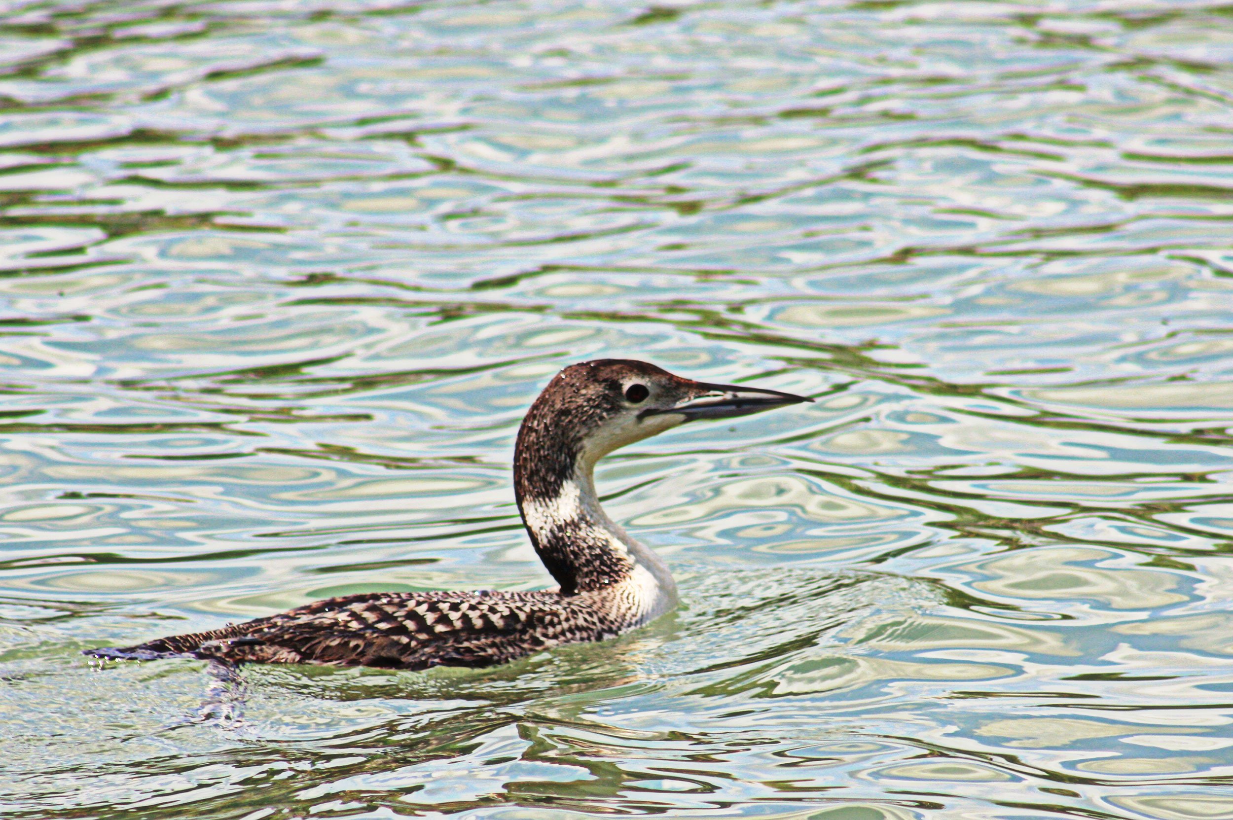   Photo by WBNC volunteer Donna Mohney  