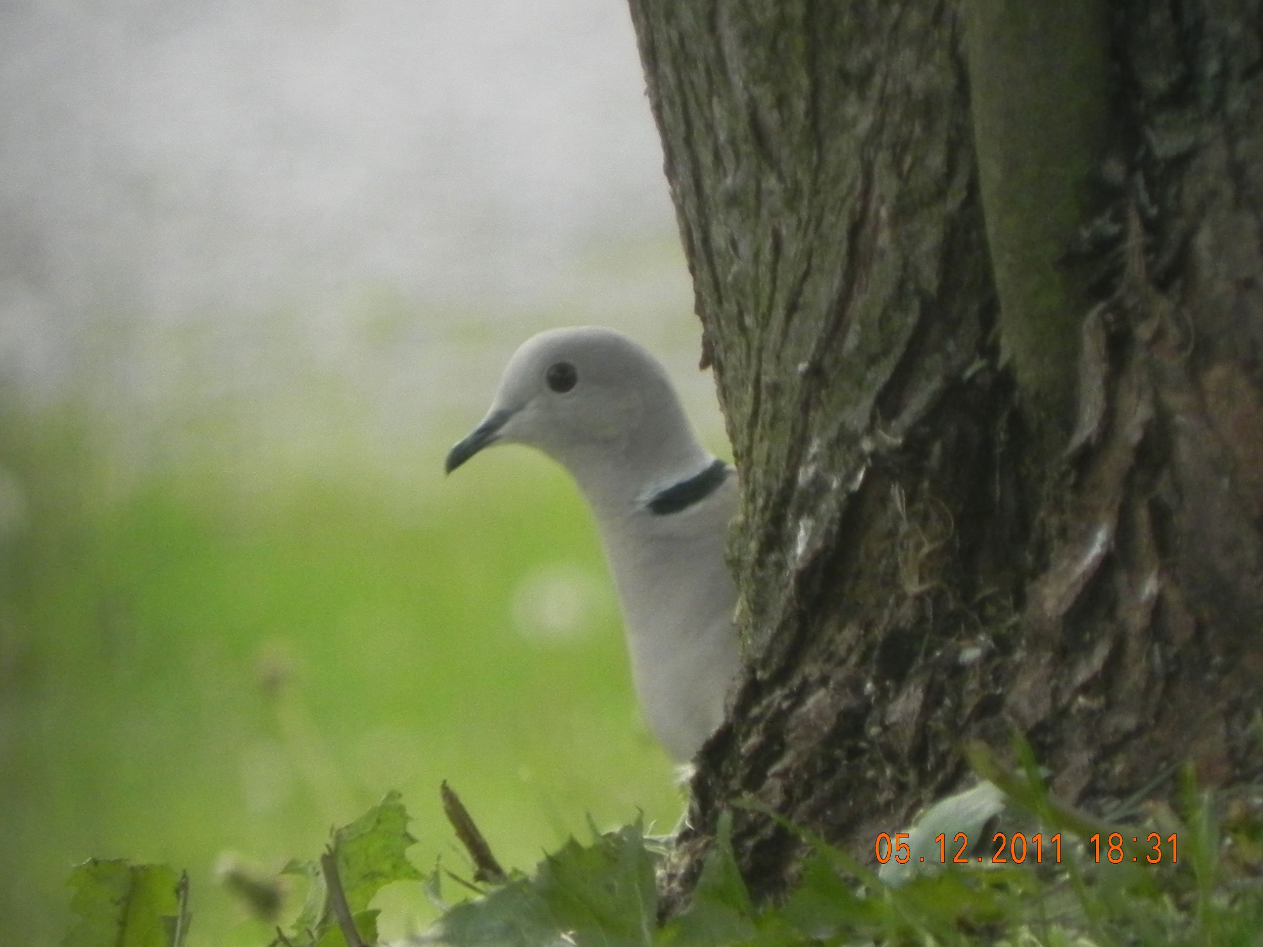 Eurasian Collared Dove