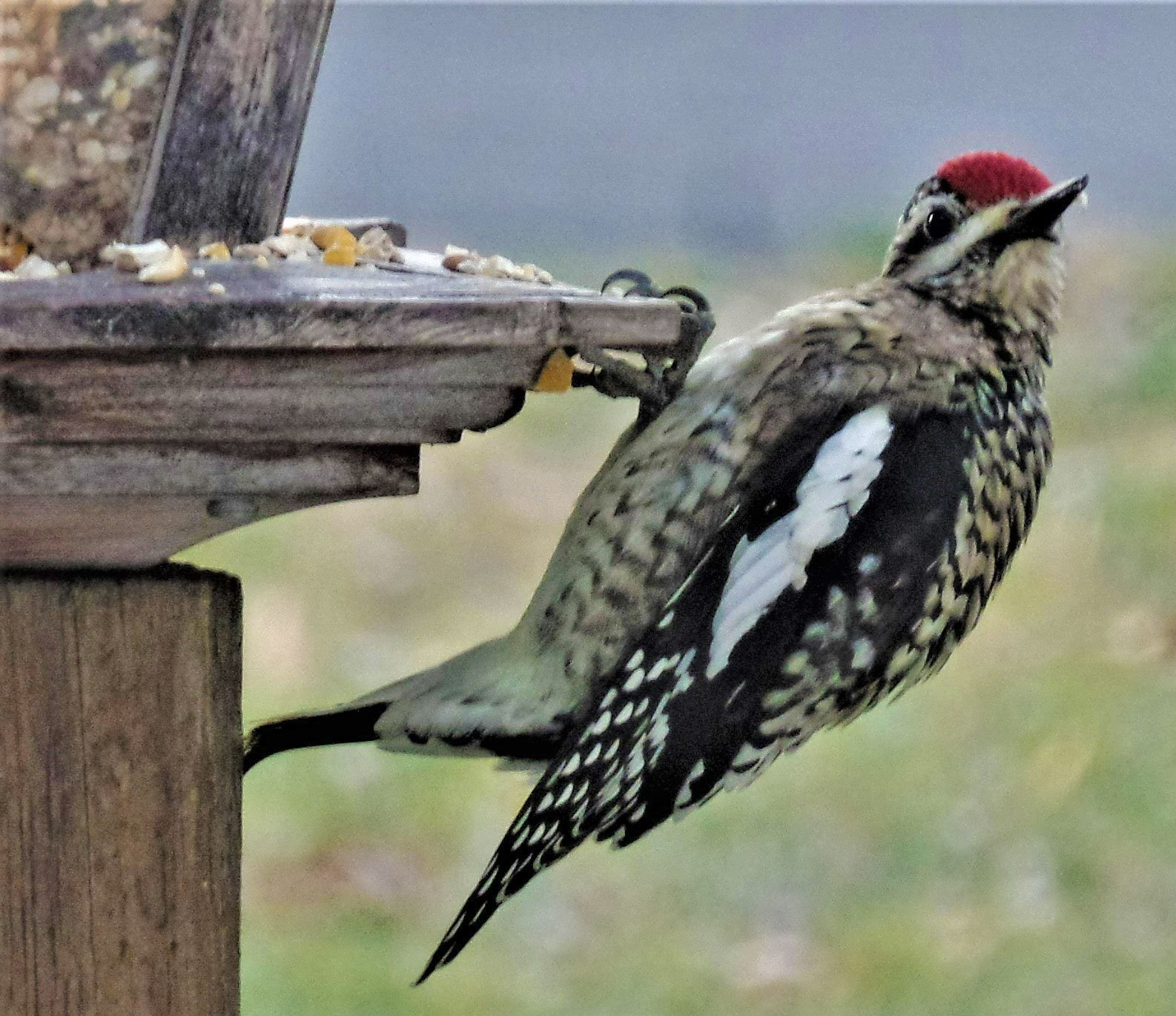 Yellow Bellied Woodpecker