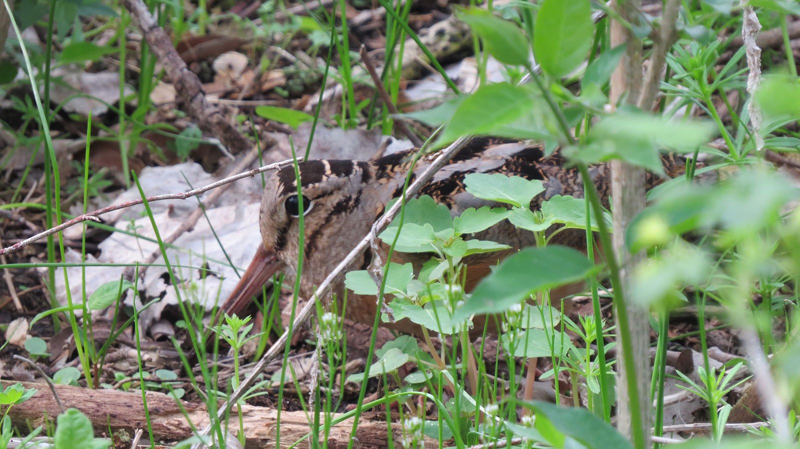 American Woodcock