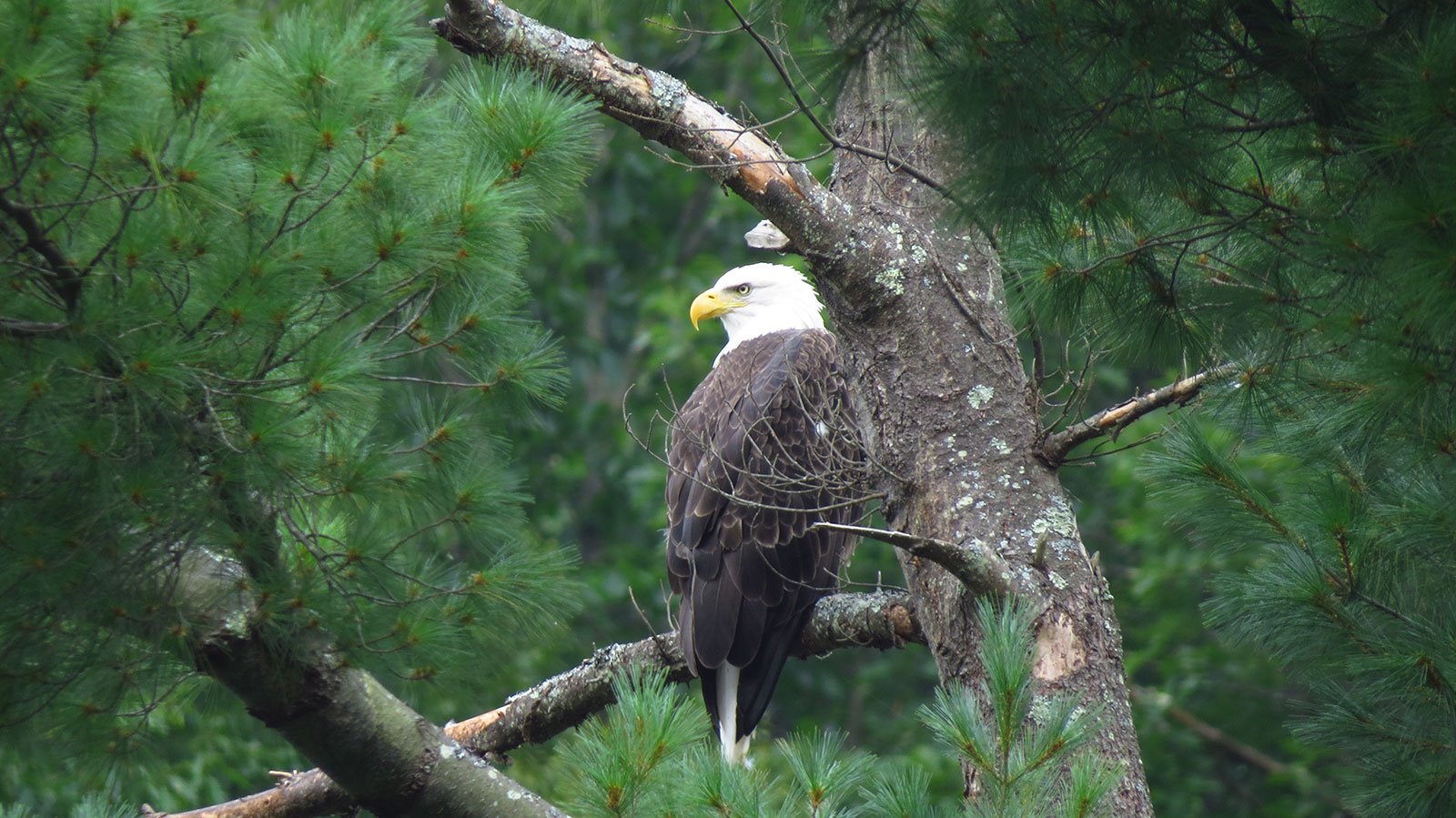 Bald Eagle Adult