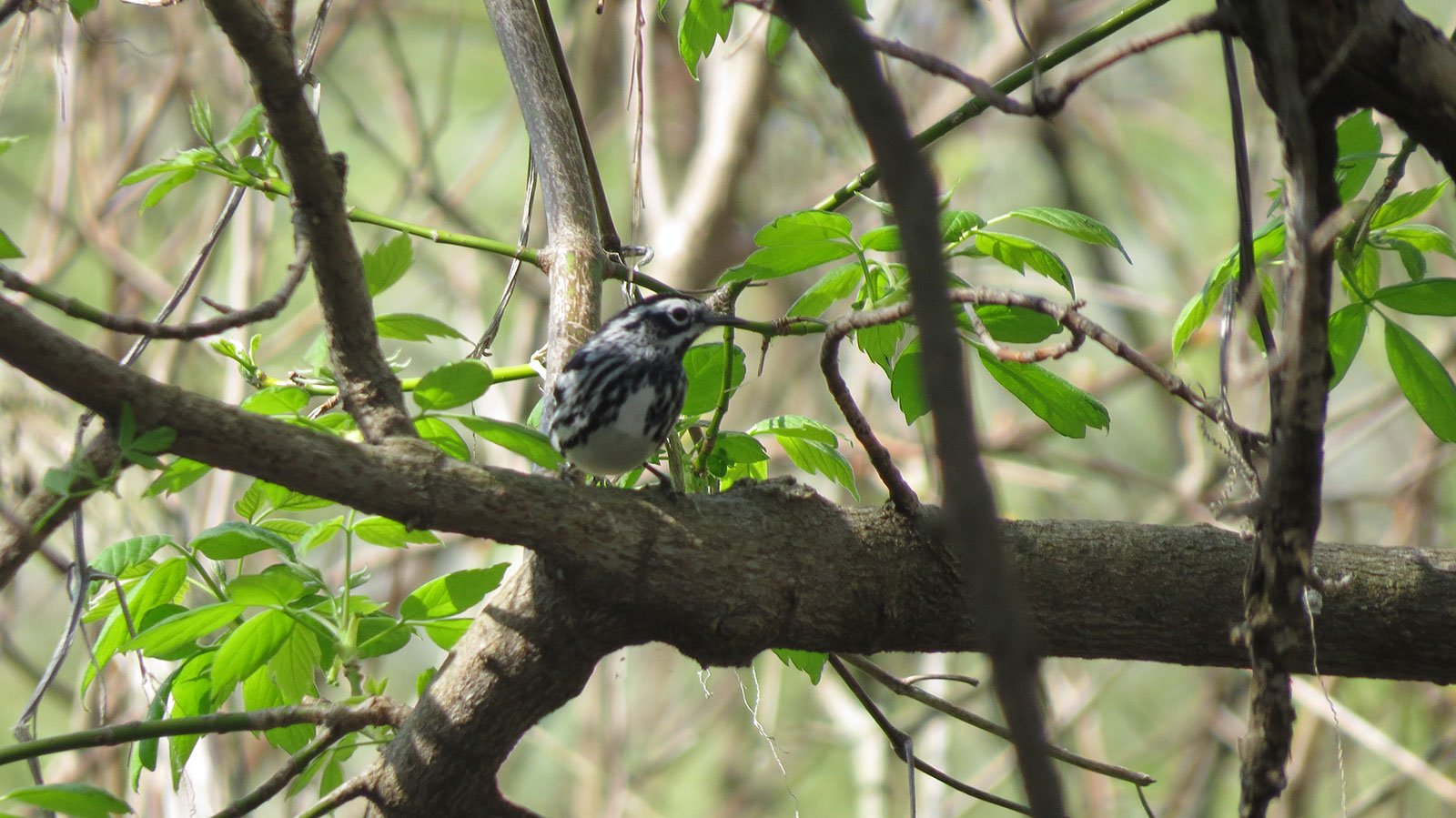 Black and White Warbler