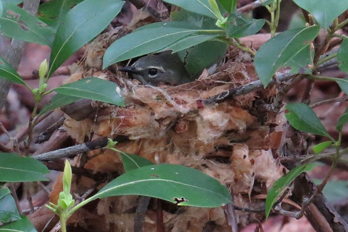 Black Throated Blue Female Nest