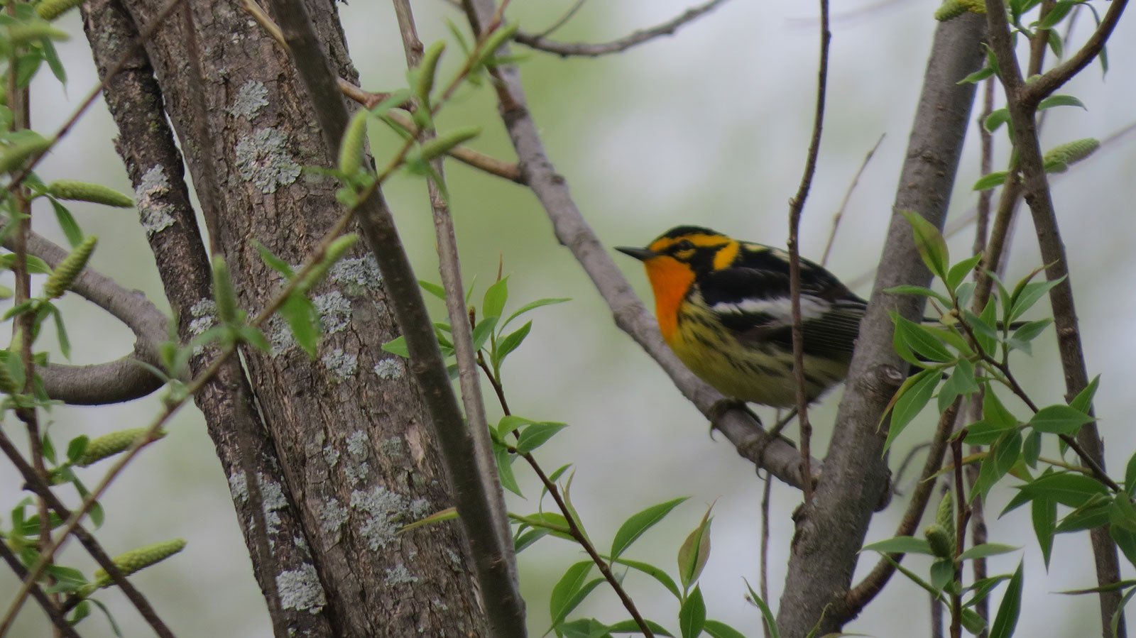 Blackburnian Warbler