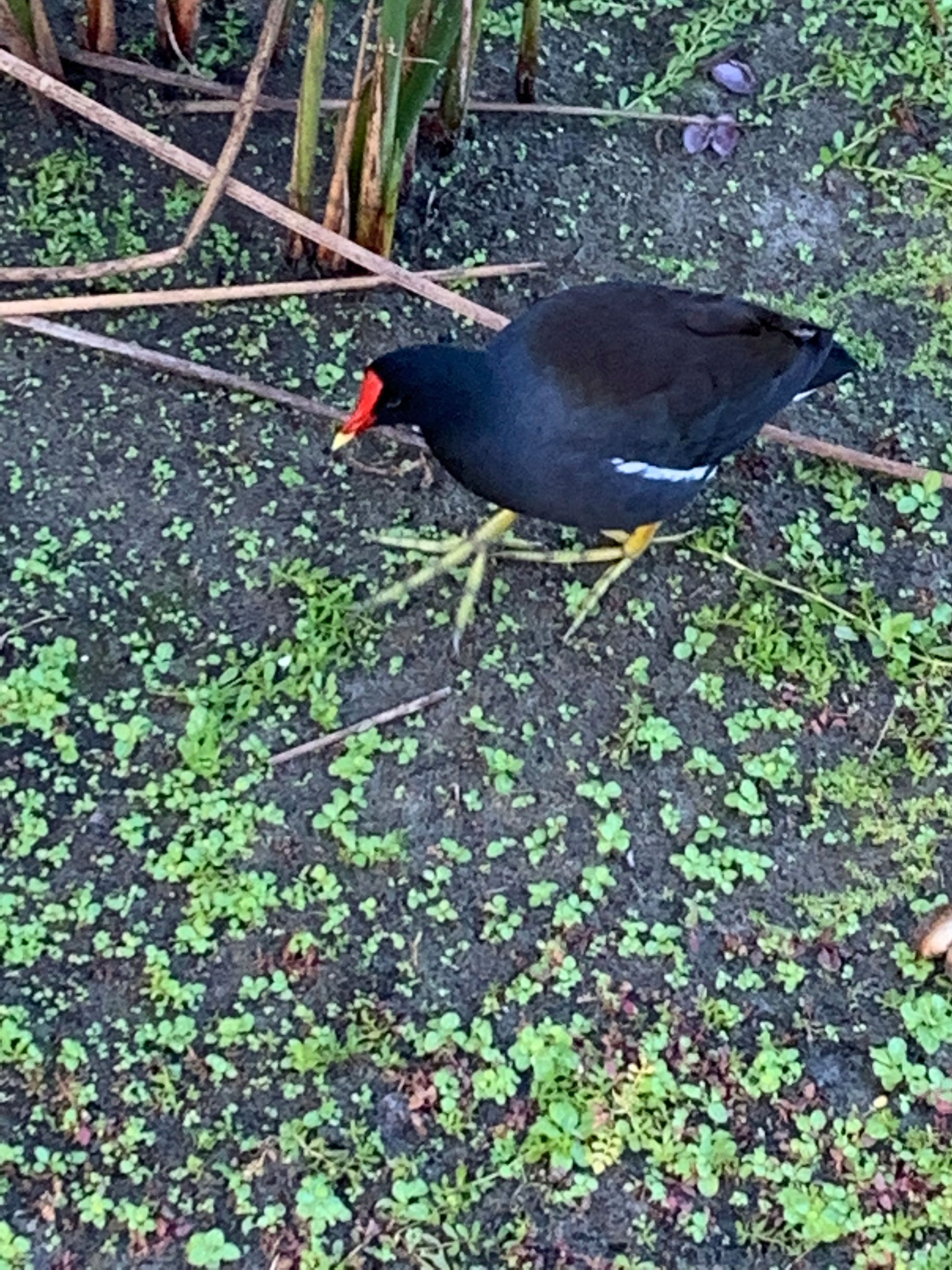 Common Gallinule (Moor Hen)