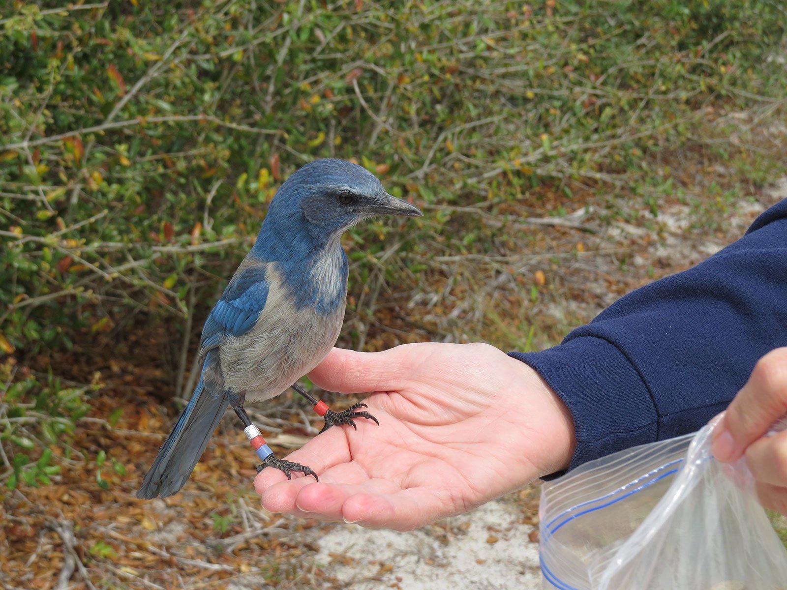 Florida Scrub Jay