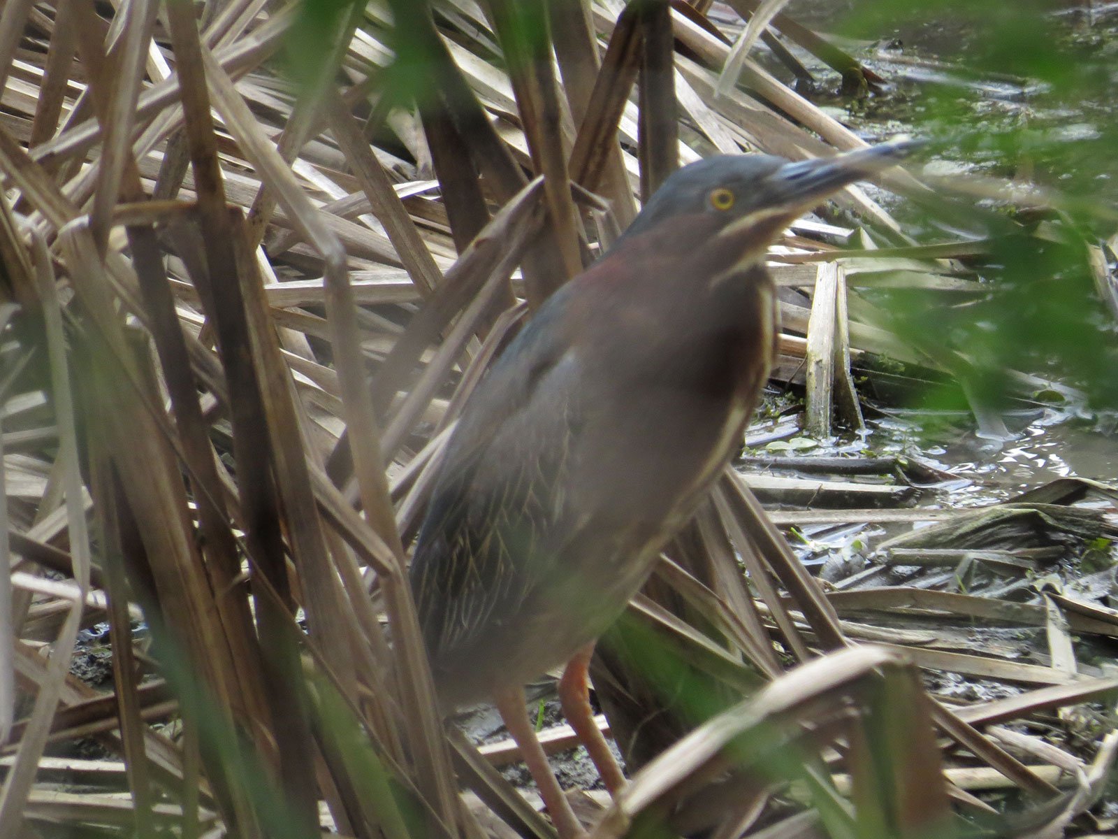 Green Heron