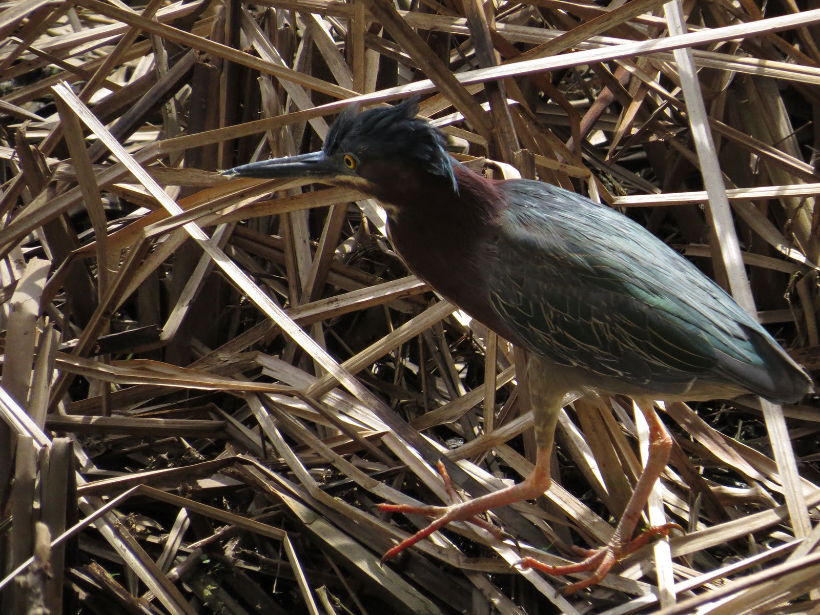 Green Heron