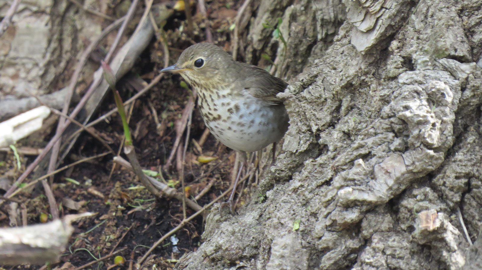 Hermit Thrush