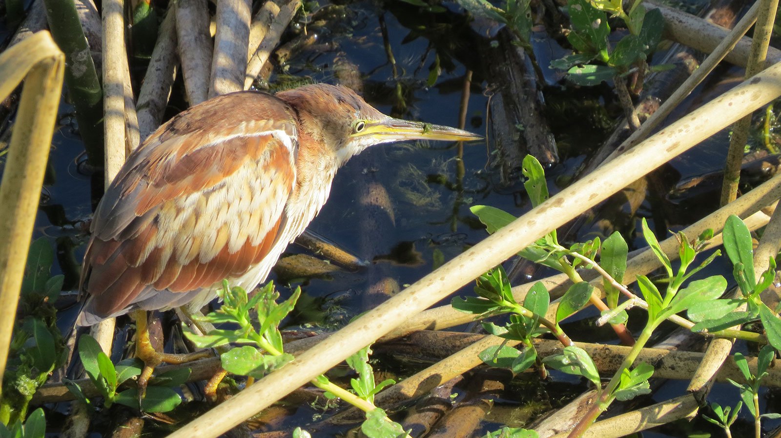 Least Bittern