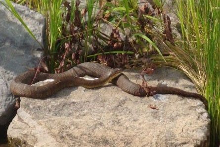 Northern Brown Water Snake