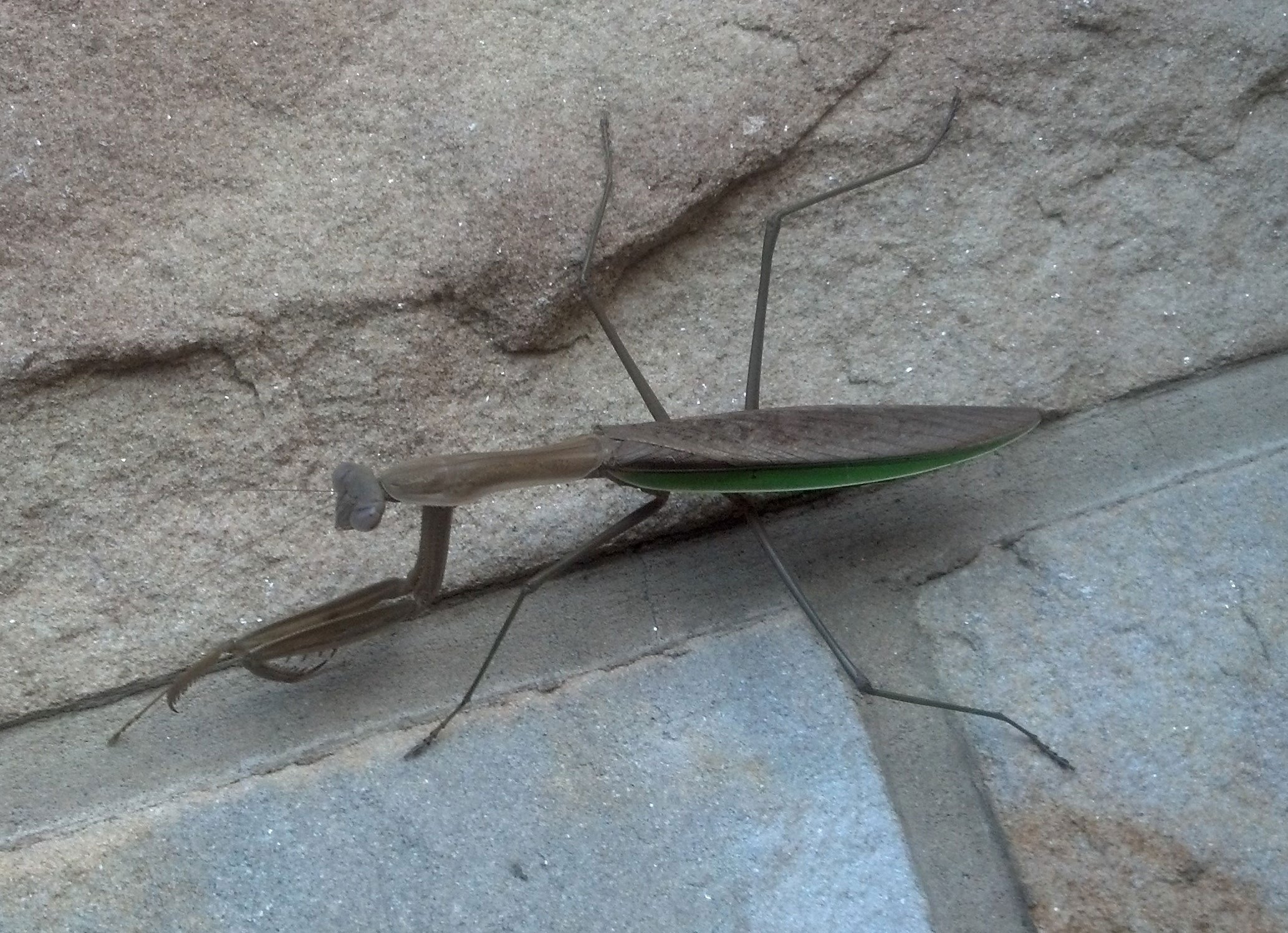 Praying Mantis