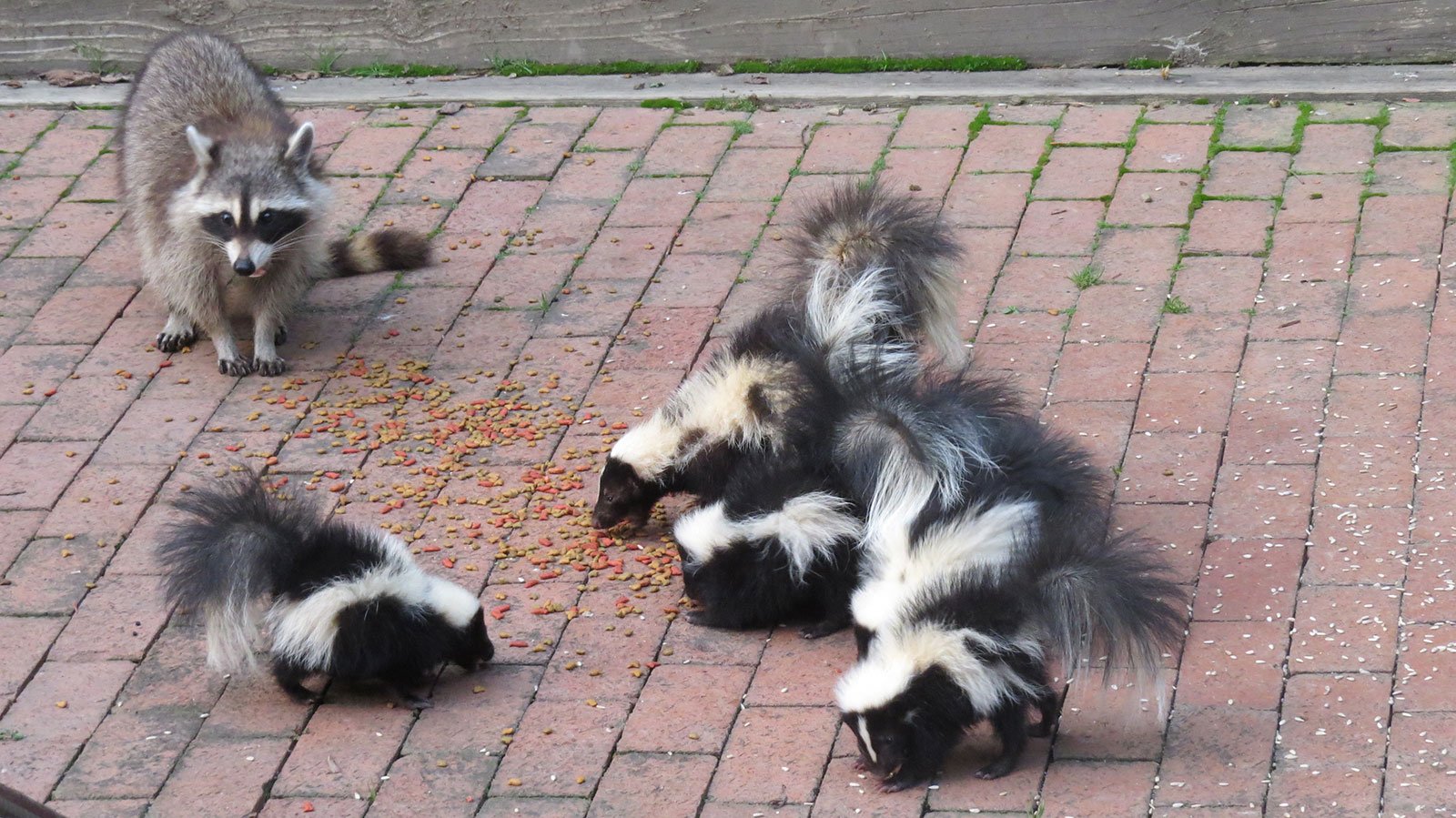 Raccoon with Northern Striped Skunk and babies