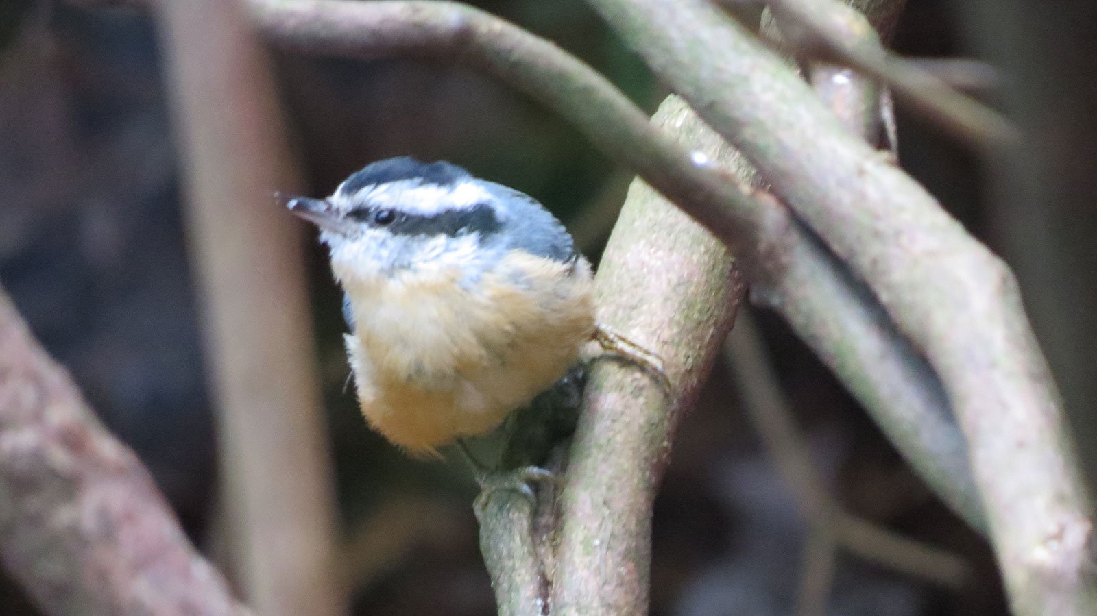 Red Breasted Nuthatch