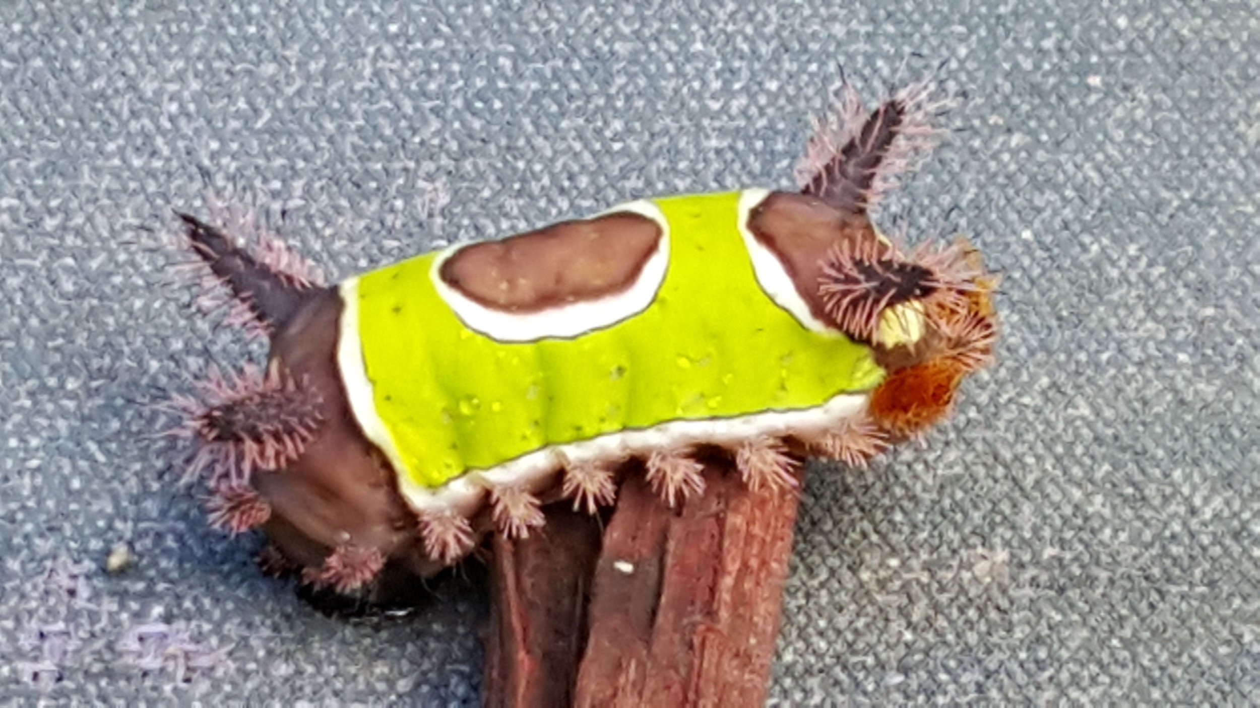 Saddleback Caterpillar