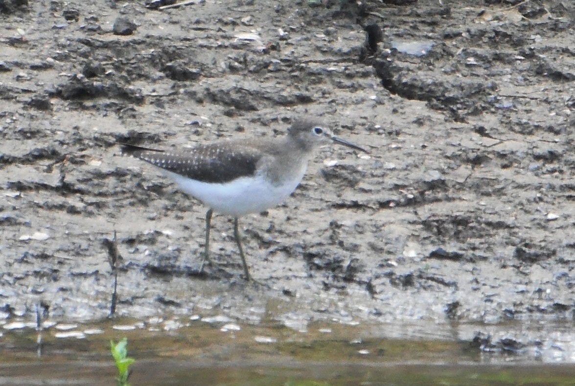 Solitary Sandpiper