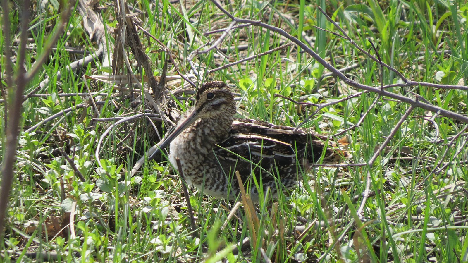 Wilson's Snipe