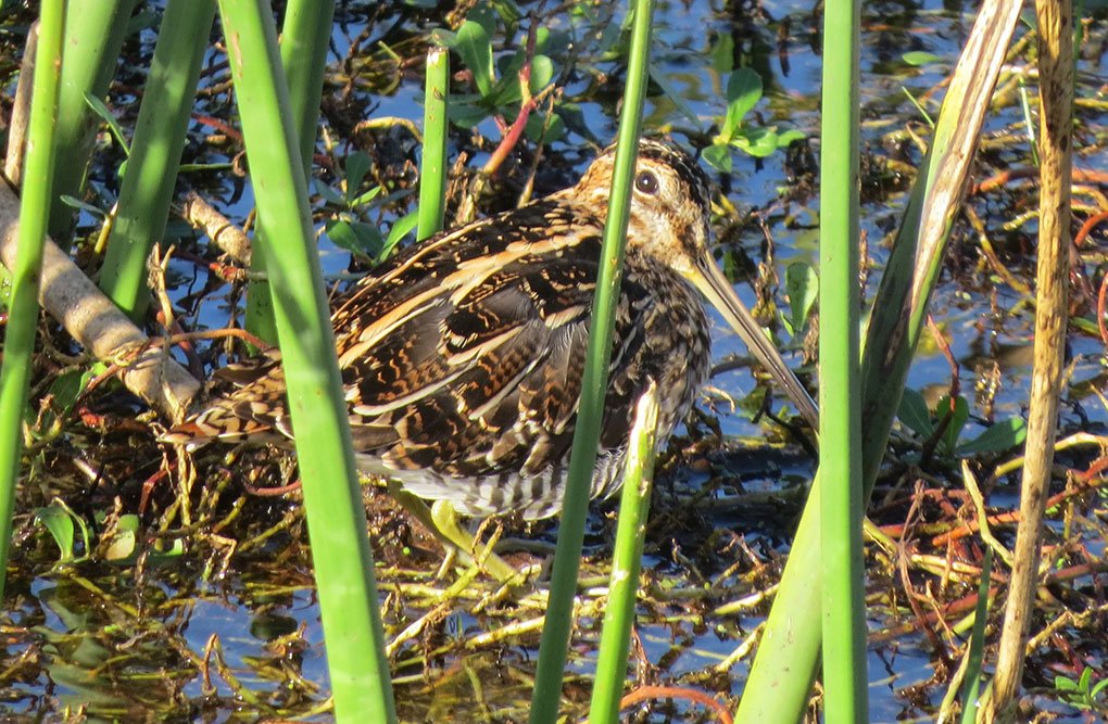 Wilson's Snipe