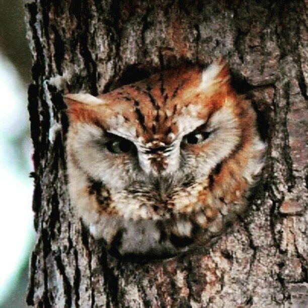 Screech Owl .. red phase .. 2013 .. photo by Dick Byers