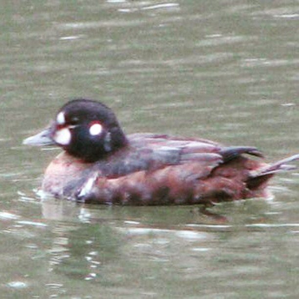 Harlequin Duck .. photo by DIck Byers 2008