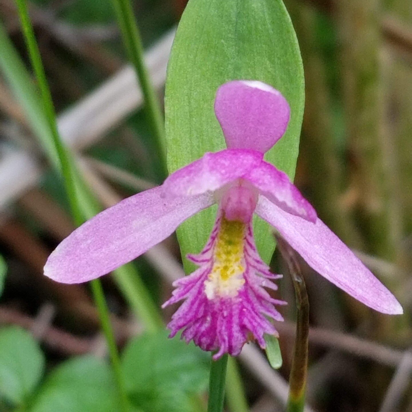 Rose Pogonia Photo by Mark Bowers 2021