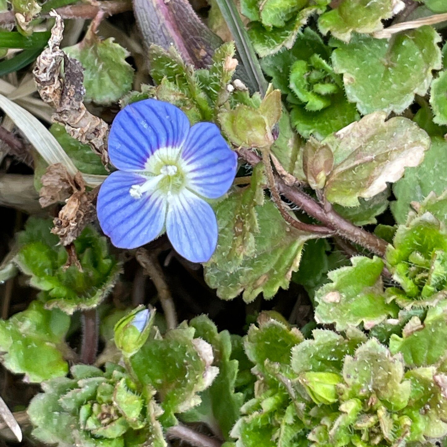 Birds-eye speedwell, Veronica peregrina a non-native growing on steps in native garden landscaping at Westmoreland Museum of American Art. Photo by Mark Bowers