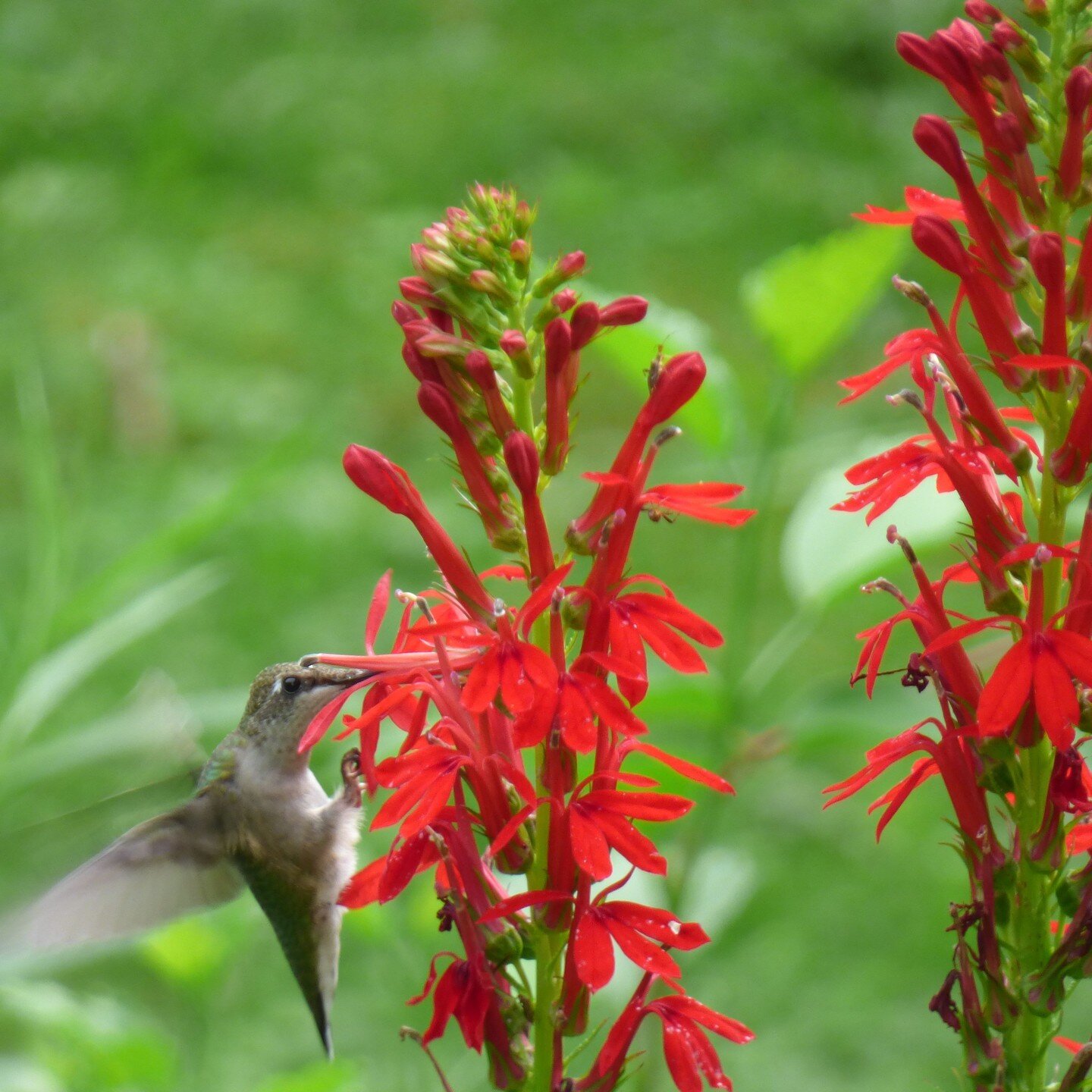 Ruby-Throat Humming Bird Photo by Sue Miller