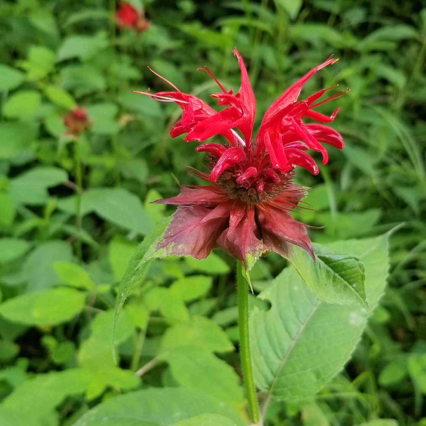 Bee-Balm Photo by Mark Bowers 2021