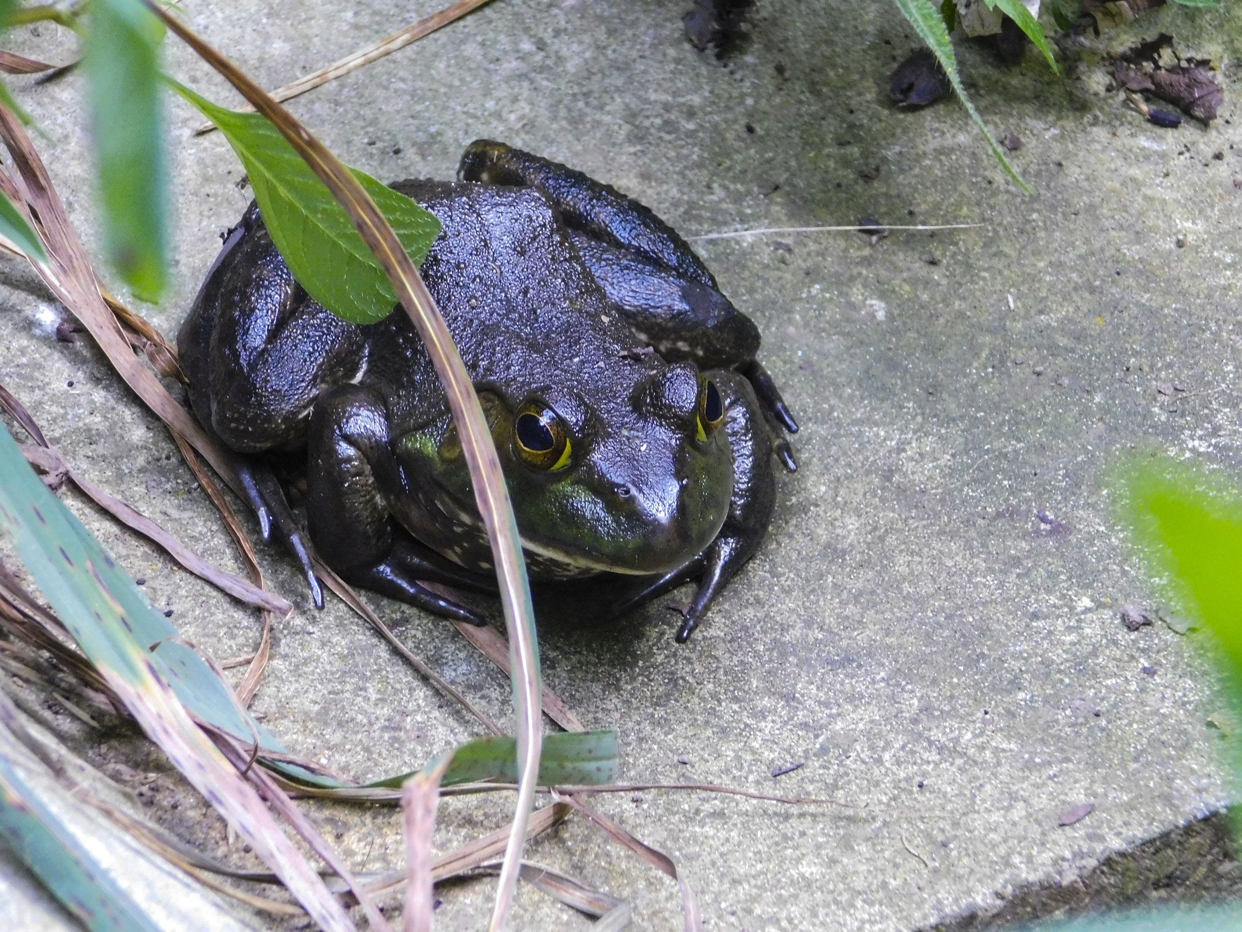 Green Frog