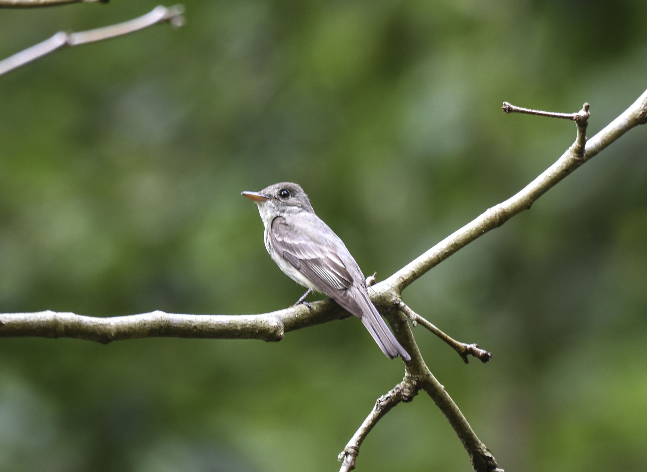 Eastern Wood Pewee