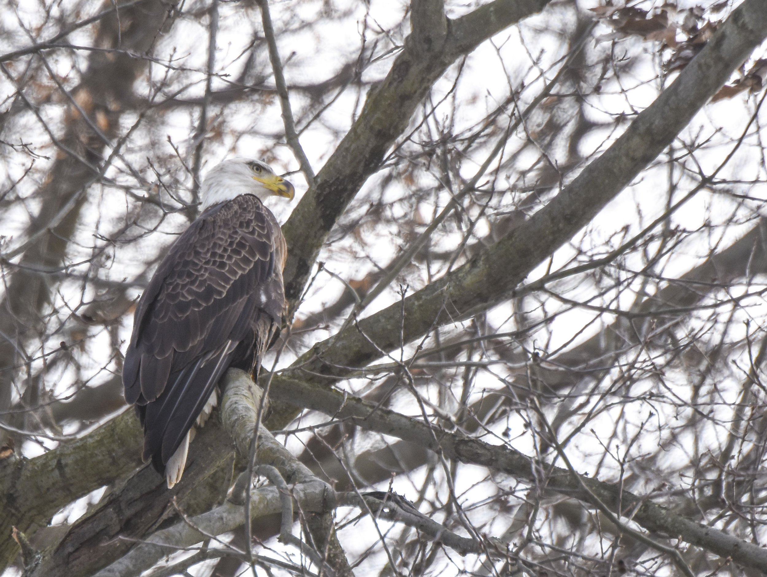 Adult Bald Eagle