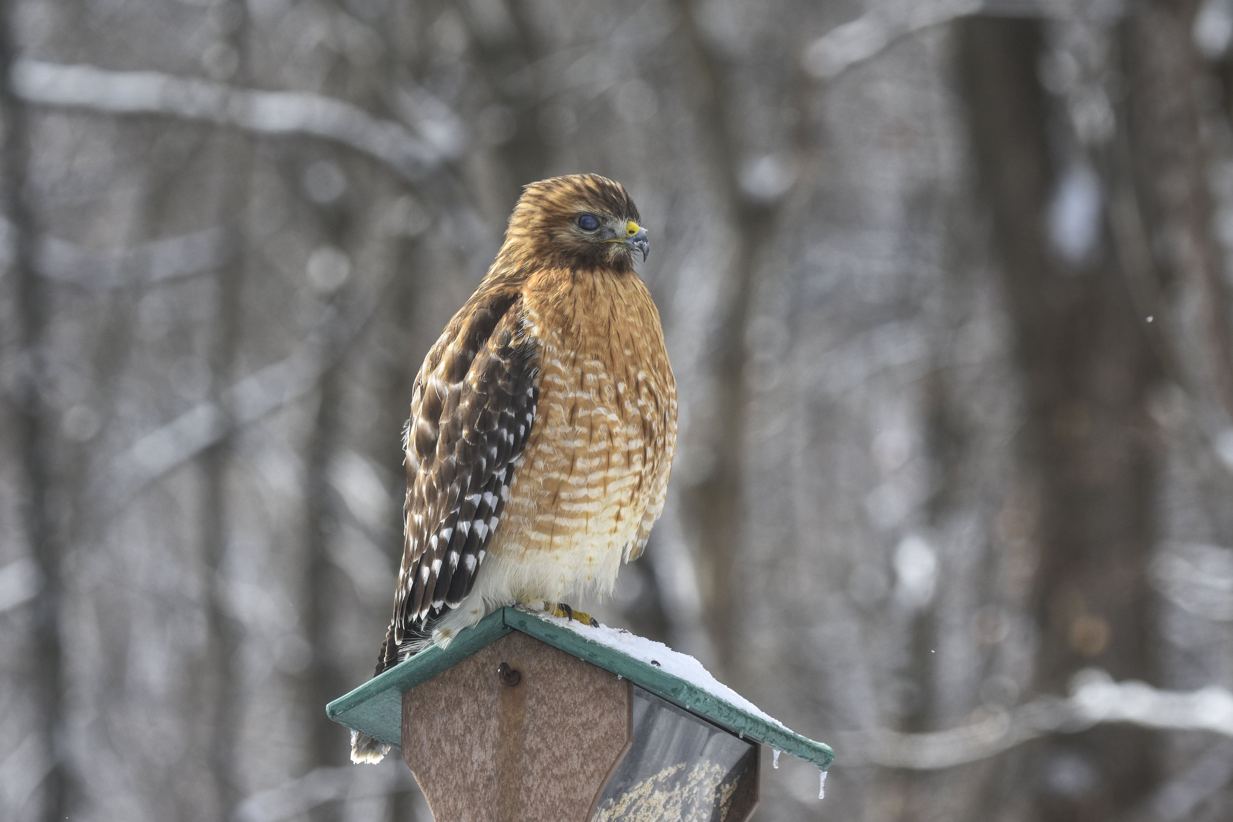 Red Shouldered Hawk