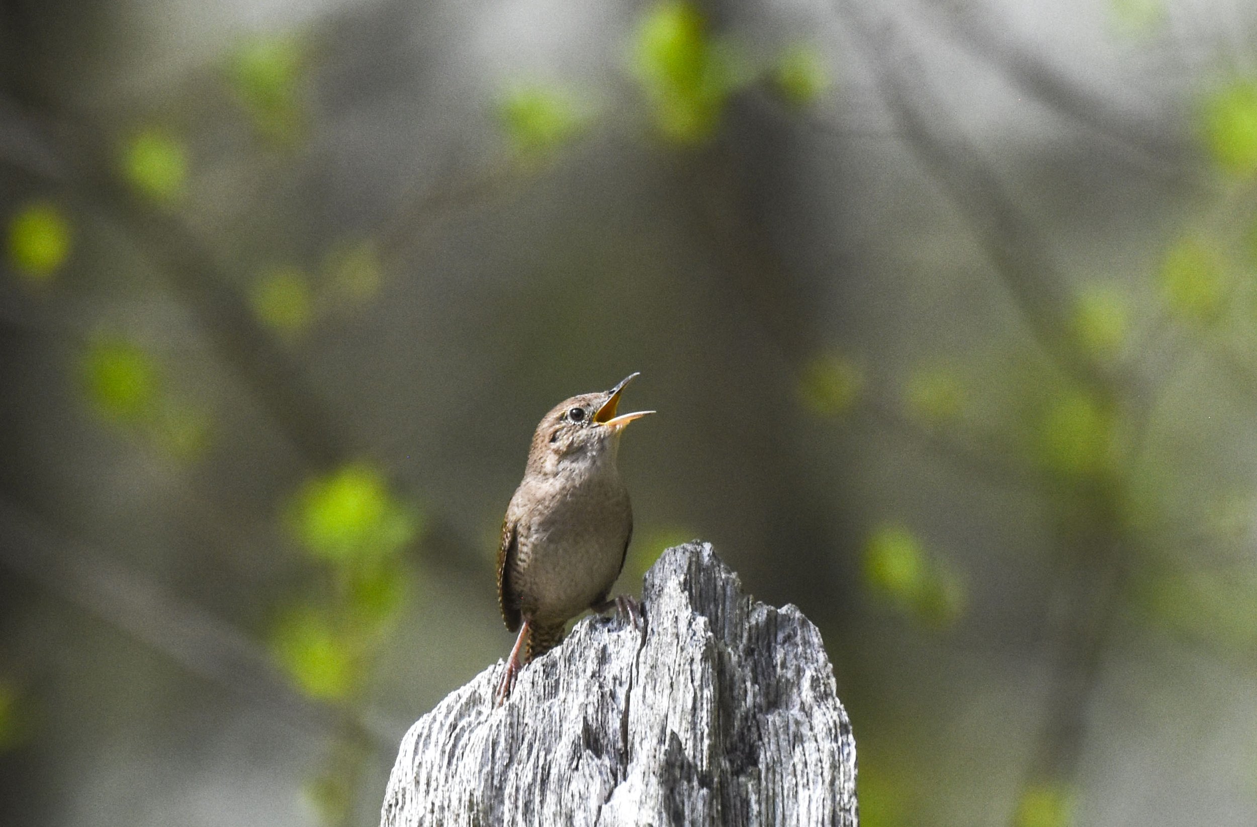 House Wren