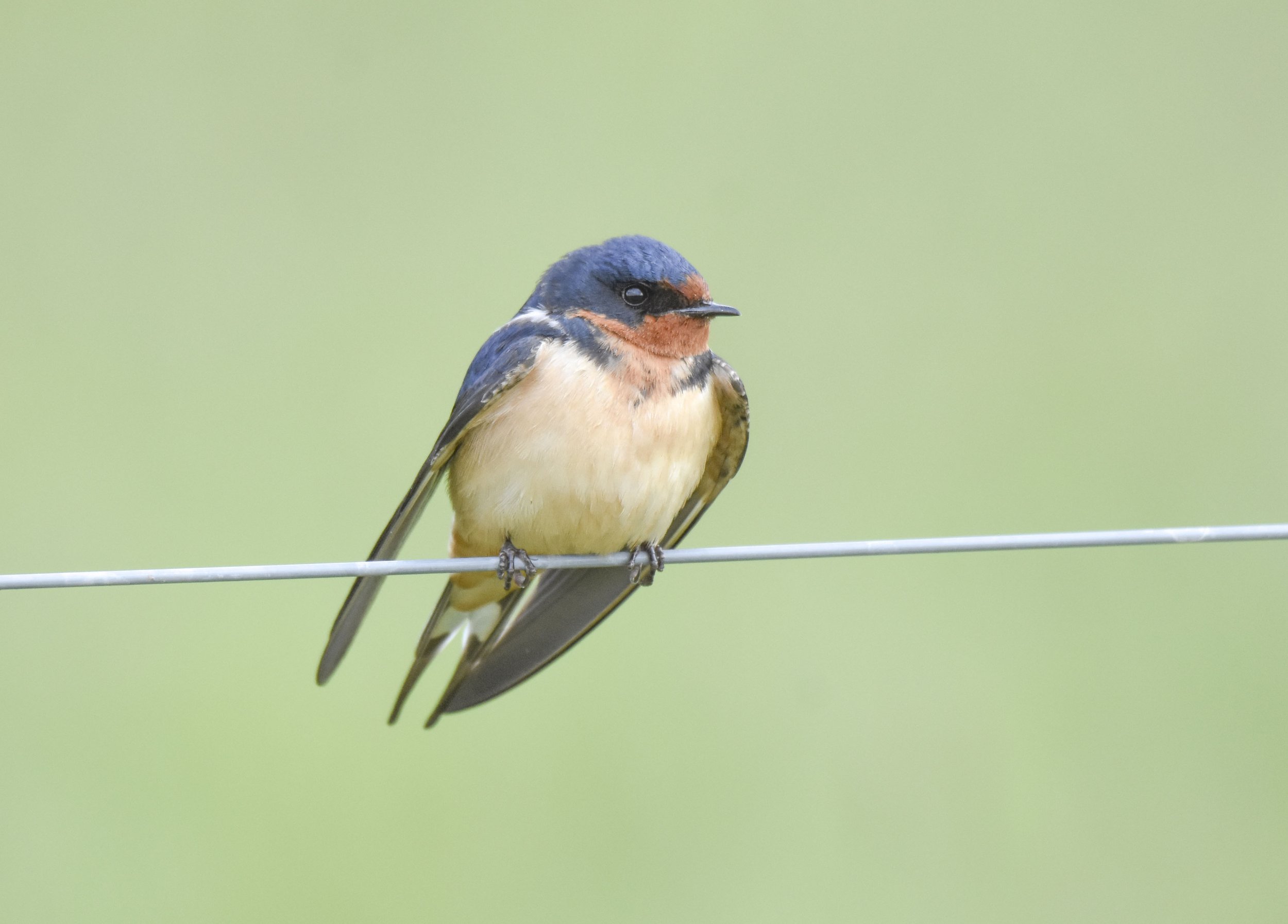 Barn Swallow