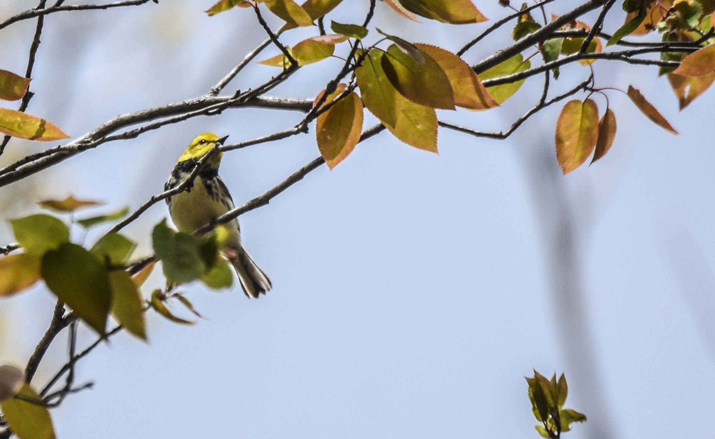 Male Black Throated Blue Warbler