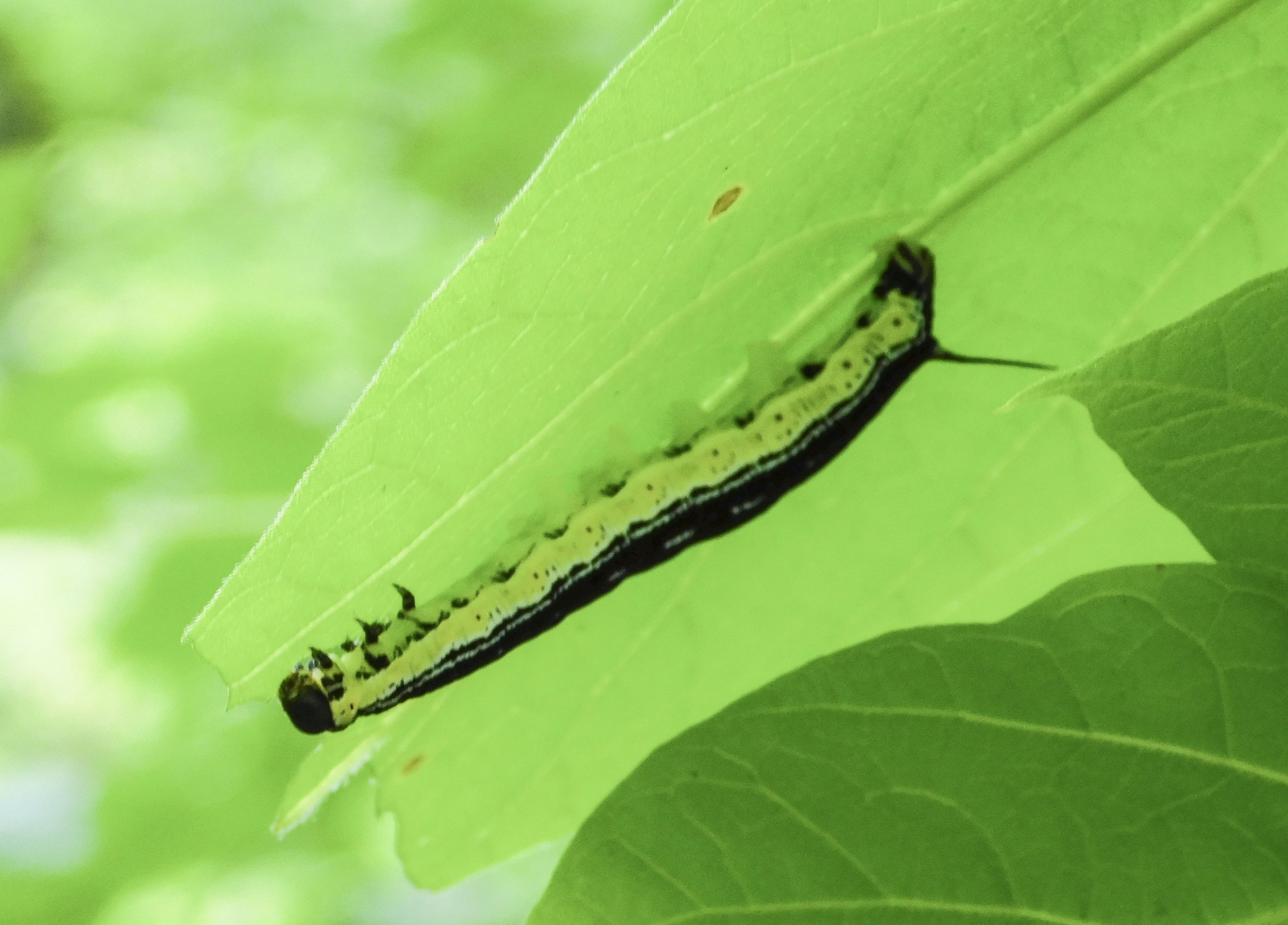 Catalpa Caterpiller