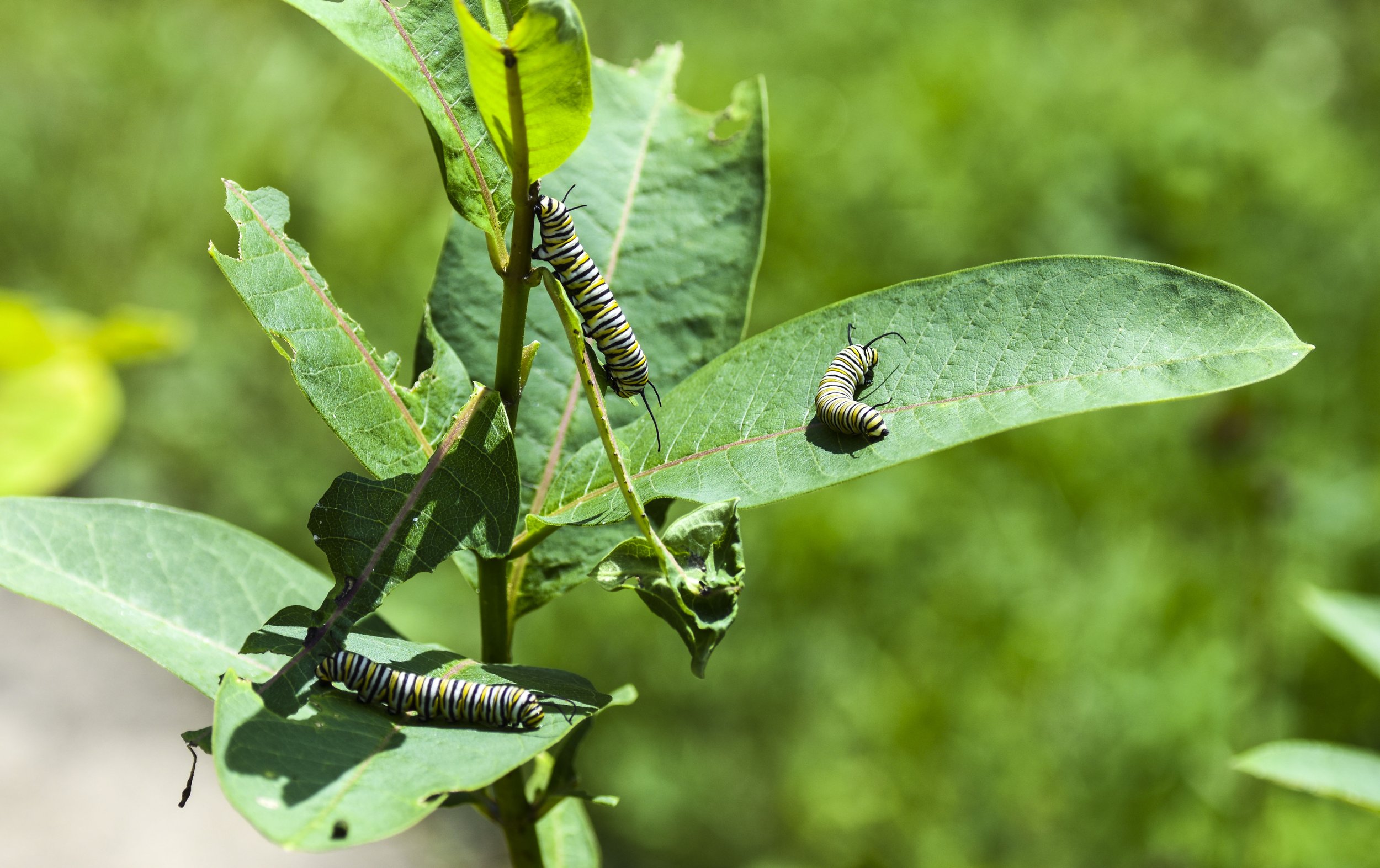 Monarch Caterpillar