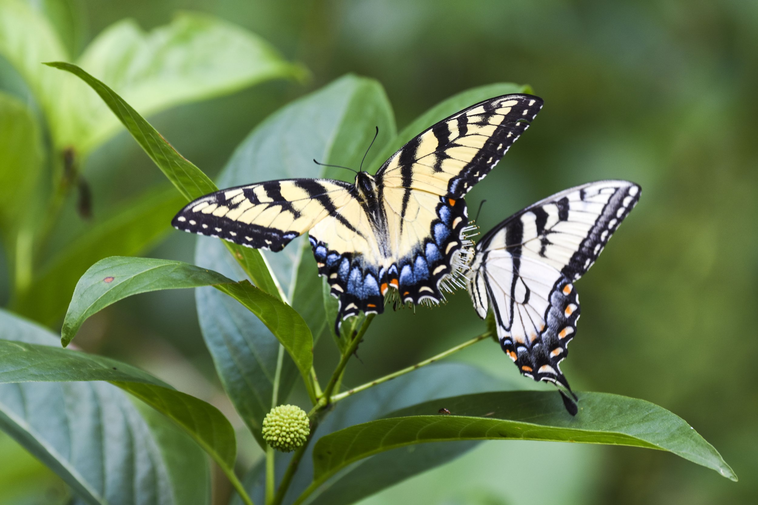 Eastern Tiger Swallowtail Butterfly